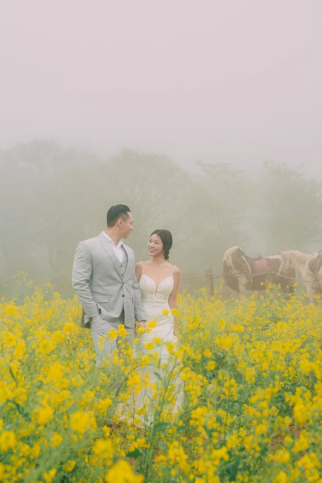 Wide shot of bright yellow canola fields near Jorangmal Horse Park Jeju Island on a foggy spring day, photographed by Ayla Lee