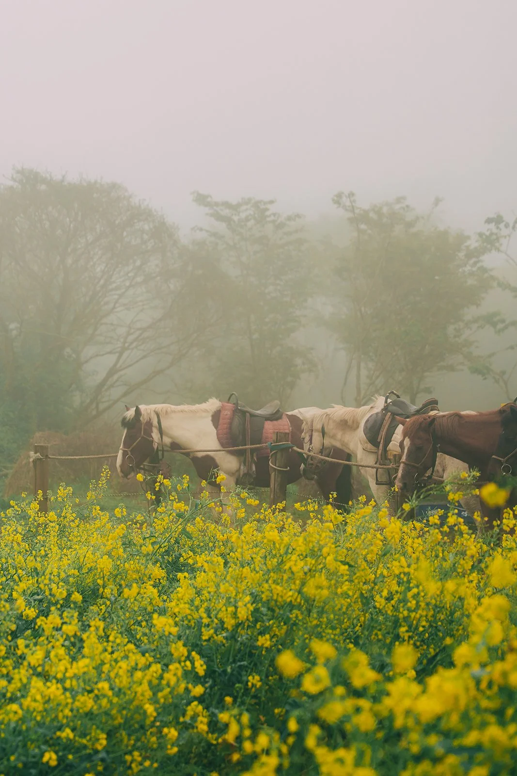 Lifestyle portrait in canola fields near Jorangmal Horse Experience Park Jeju Island on a foggy spring morning