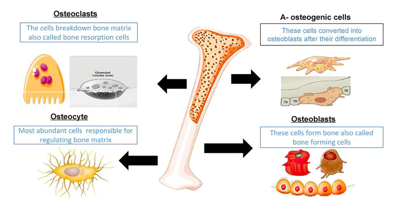 Peri-menopause and Osteoporosis