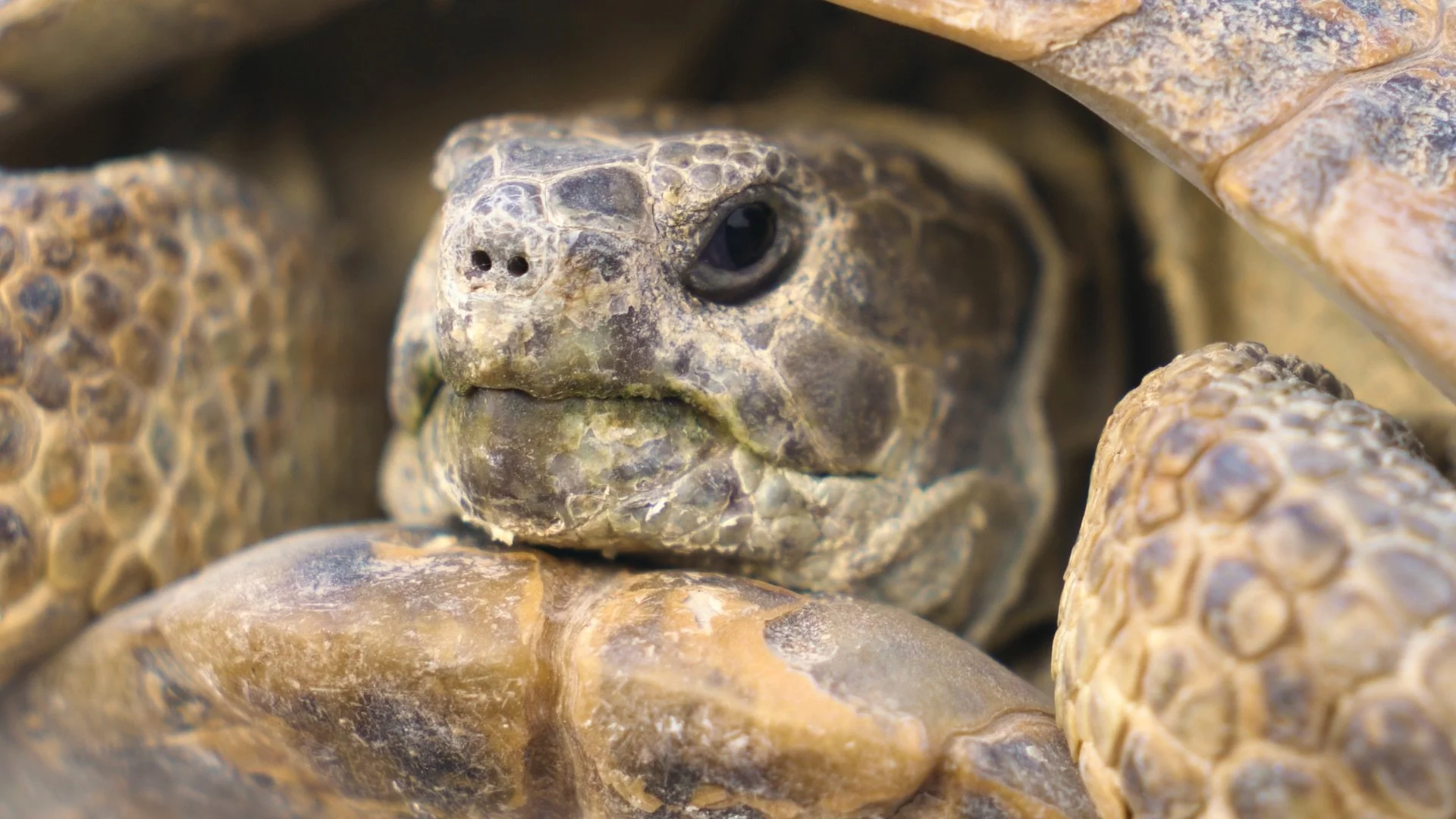 Tasbaqa Still 2.jpeg