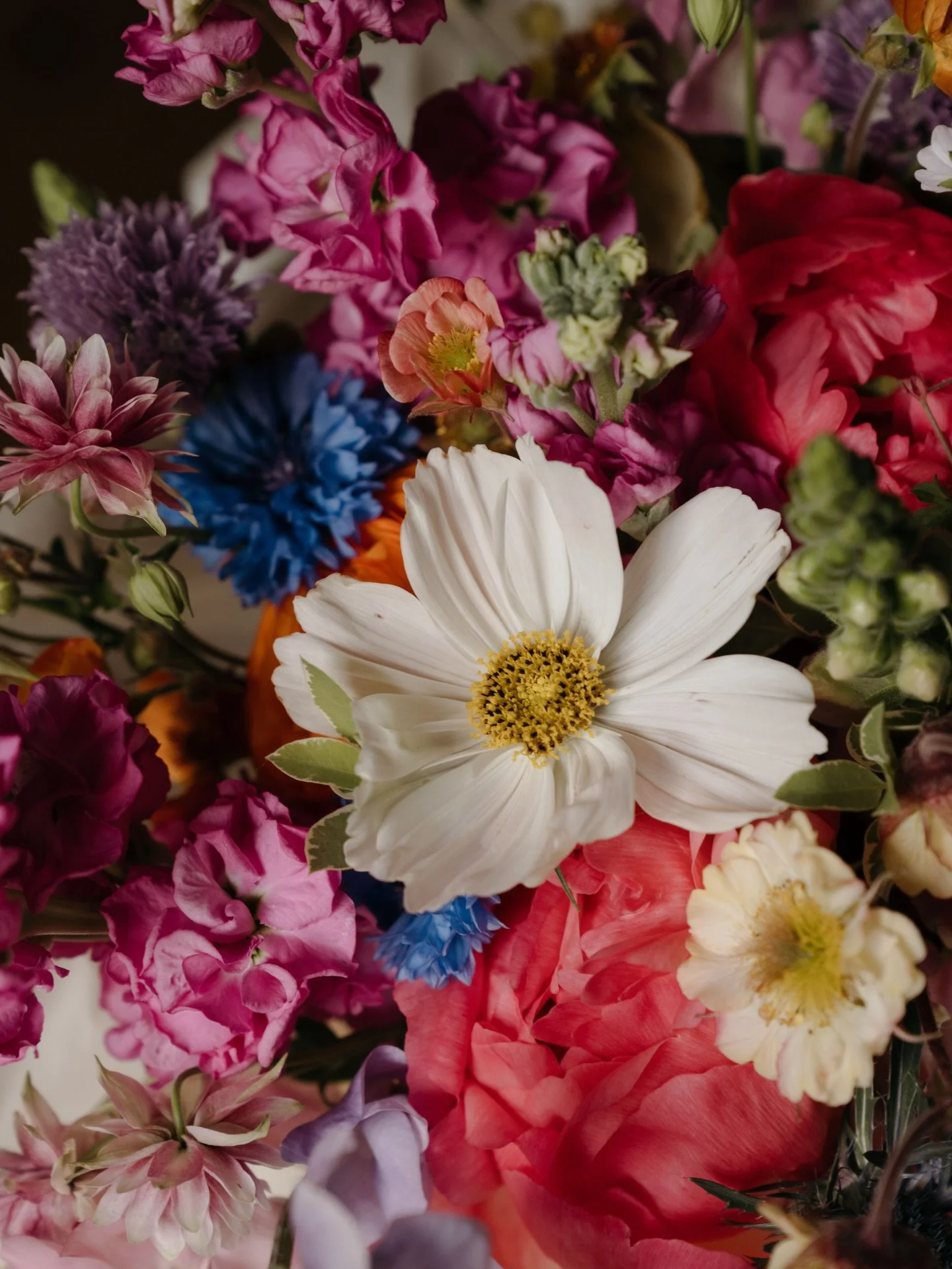 Adding some pretty pops of colour to the grid today. Happy Saturday everyone. Hope you all have a lovely weekend 🌷🌸
📸 @nataliehamiltonphotography