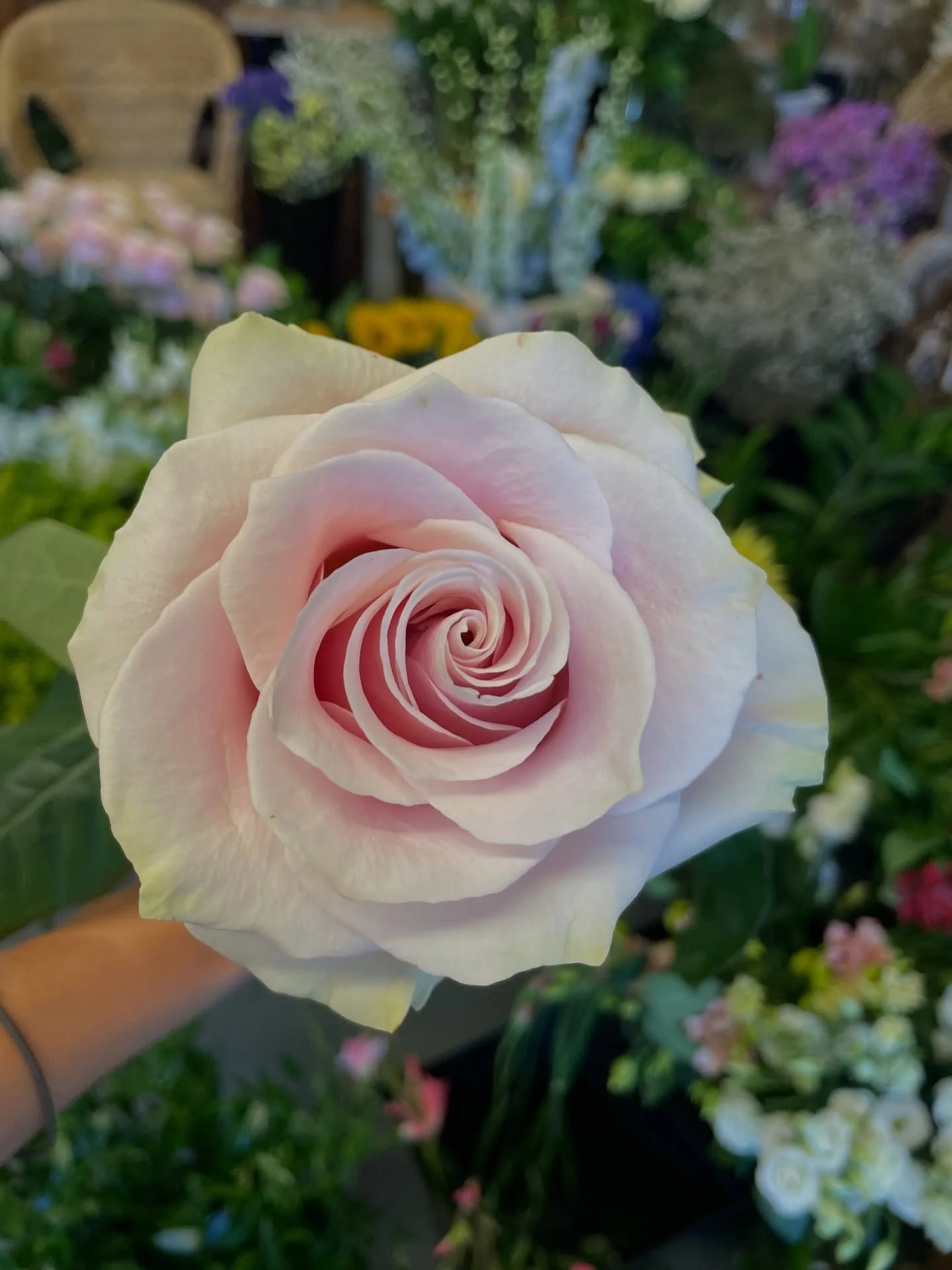 Hoping this beautiful Avalanche rose and its little curly-wurly petals brightens your day today.

It&rsquo;s very much a stay in, stay warm, drink the tea kind of day over here ☕️
I&rsquo;m tucked up doing admin, sending out mood boards and quotes, s