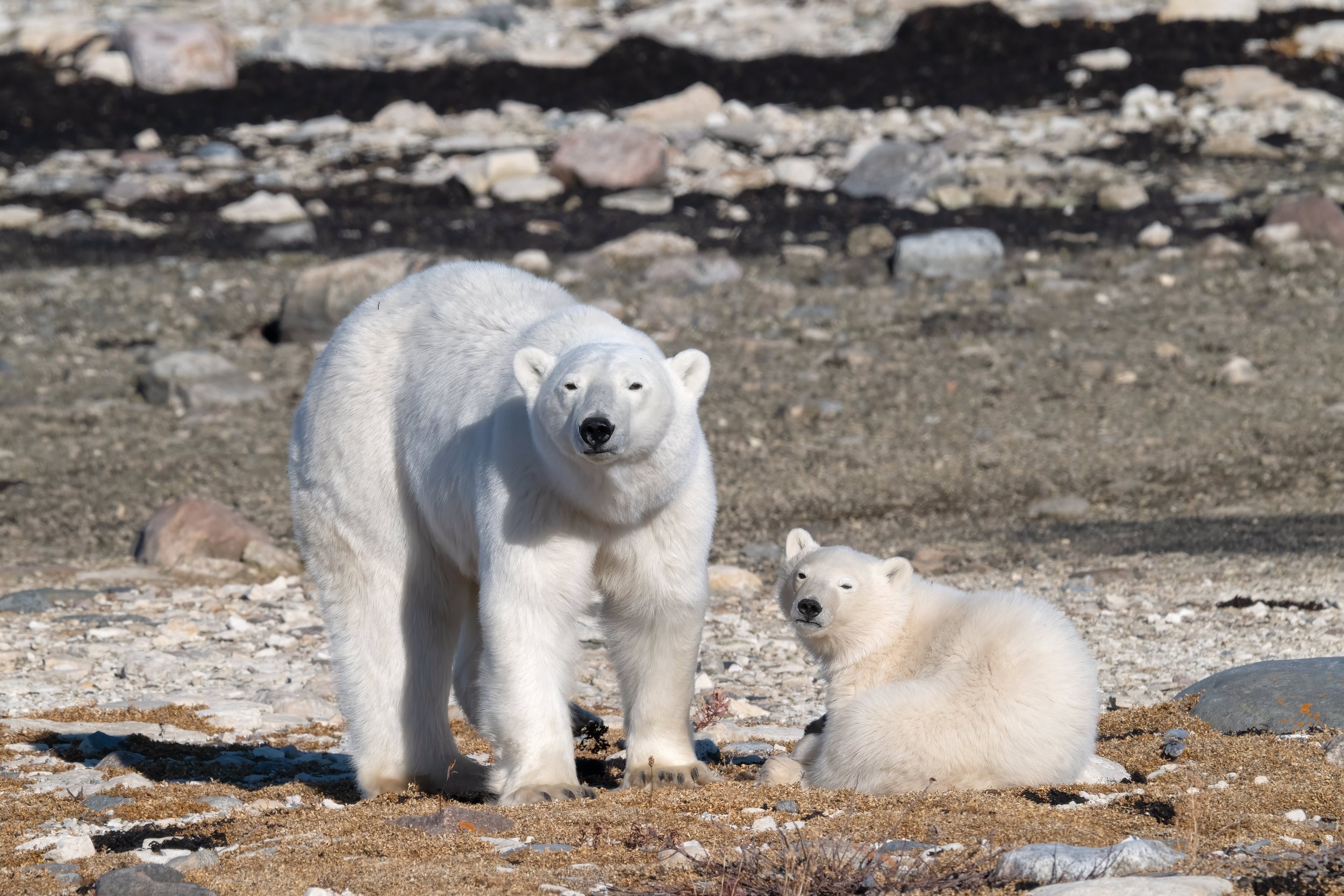 Plight of the Churchill Sea Bear