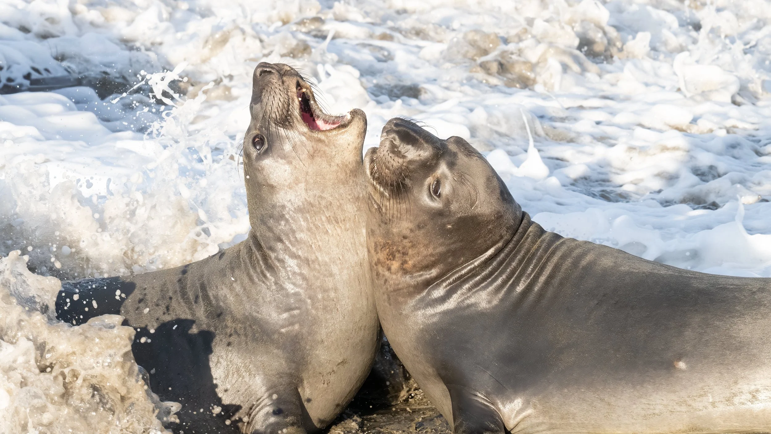 Otters, Elephants(eals), and Snowbird Butterflies (Where Else but California?)