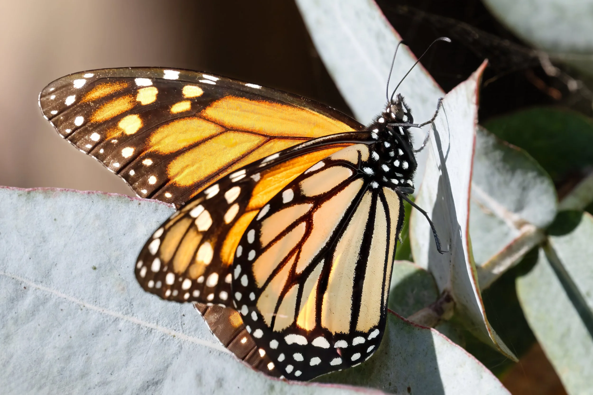 Western Monarch Butterfly (Danaus plexippus)_DZ82015.jpg