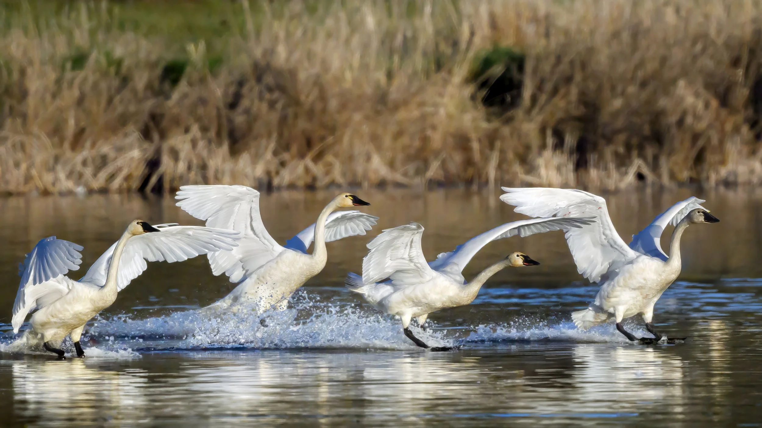 Swan Song - The Day the Lake Caught Fire