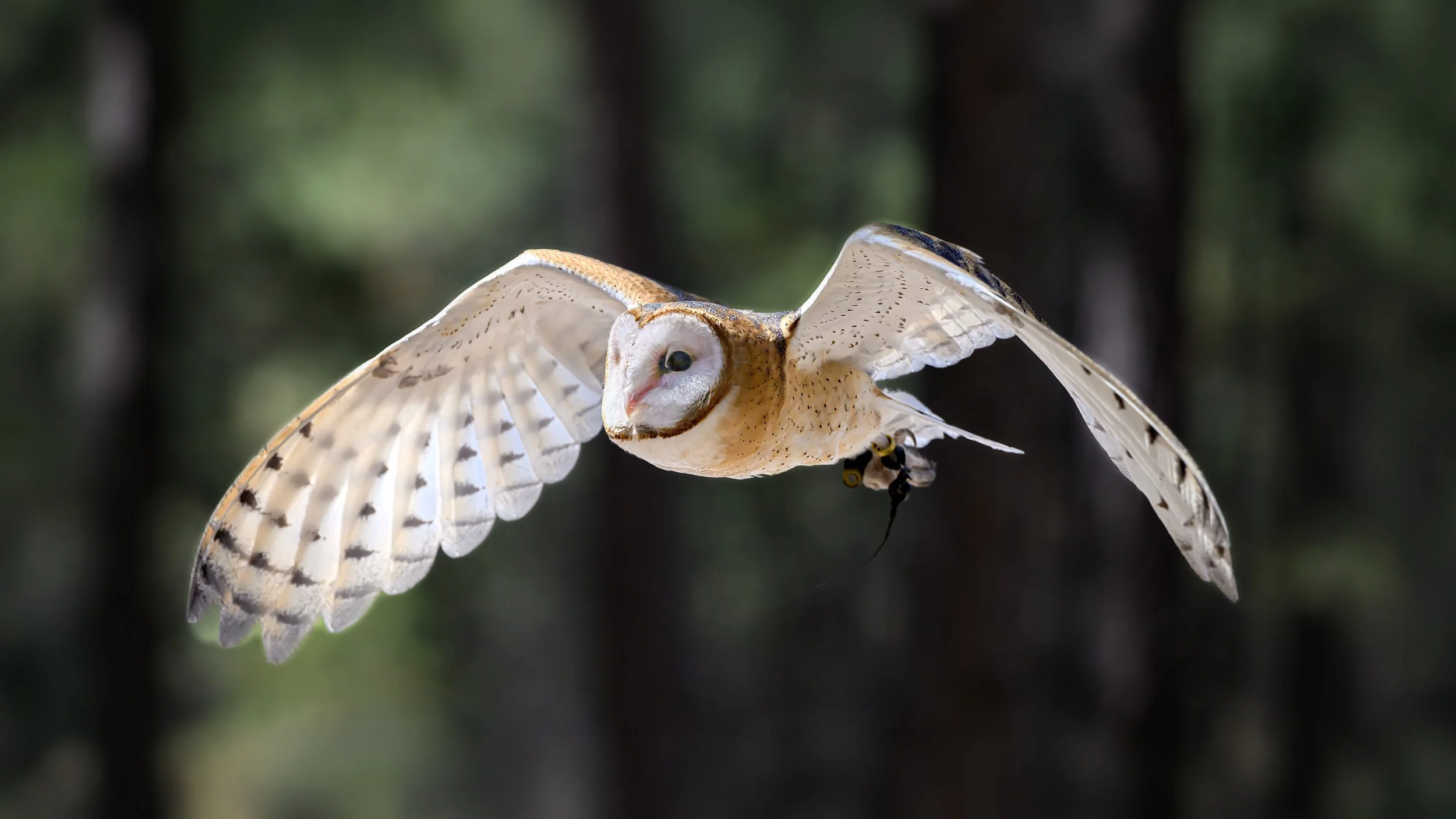 American Barn Owl (Tyto furcata)