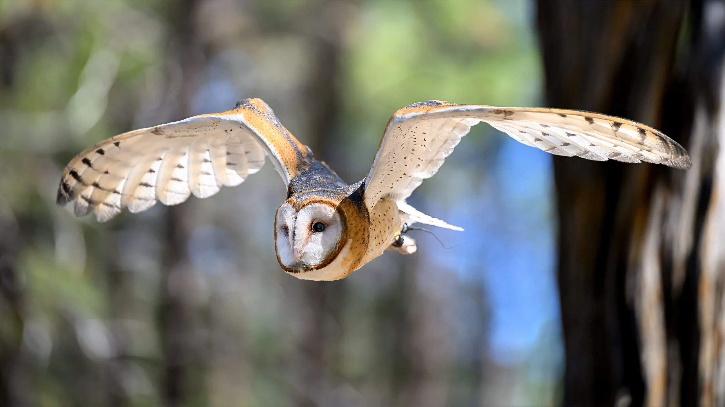American Barn Owl (Tyto furcata)
