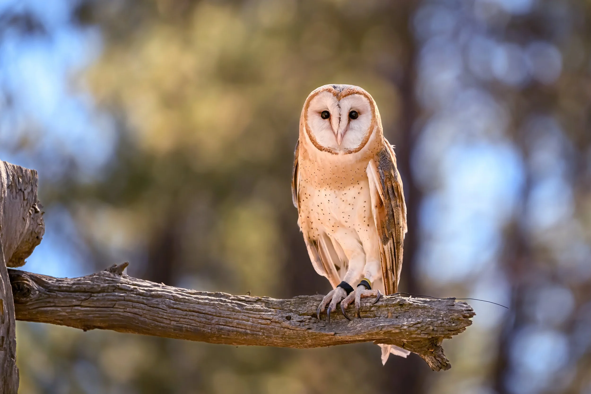 American Barn Owl (Tyto furcata)