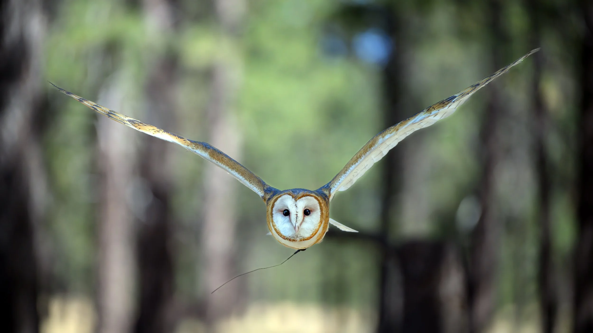 American Barn Owl (Tyto furcata)