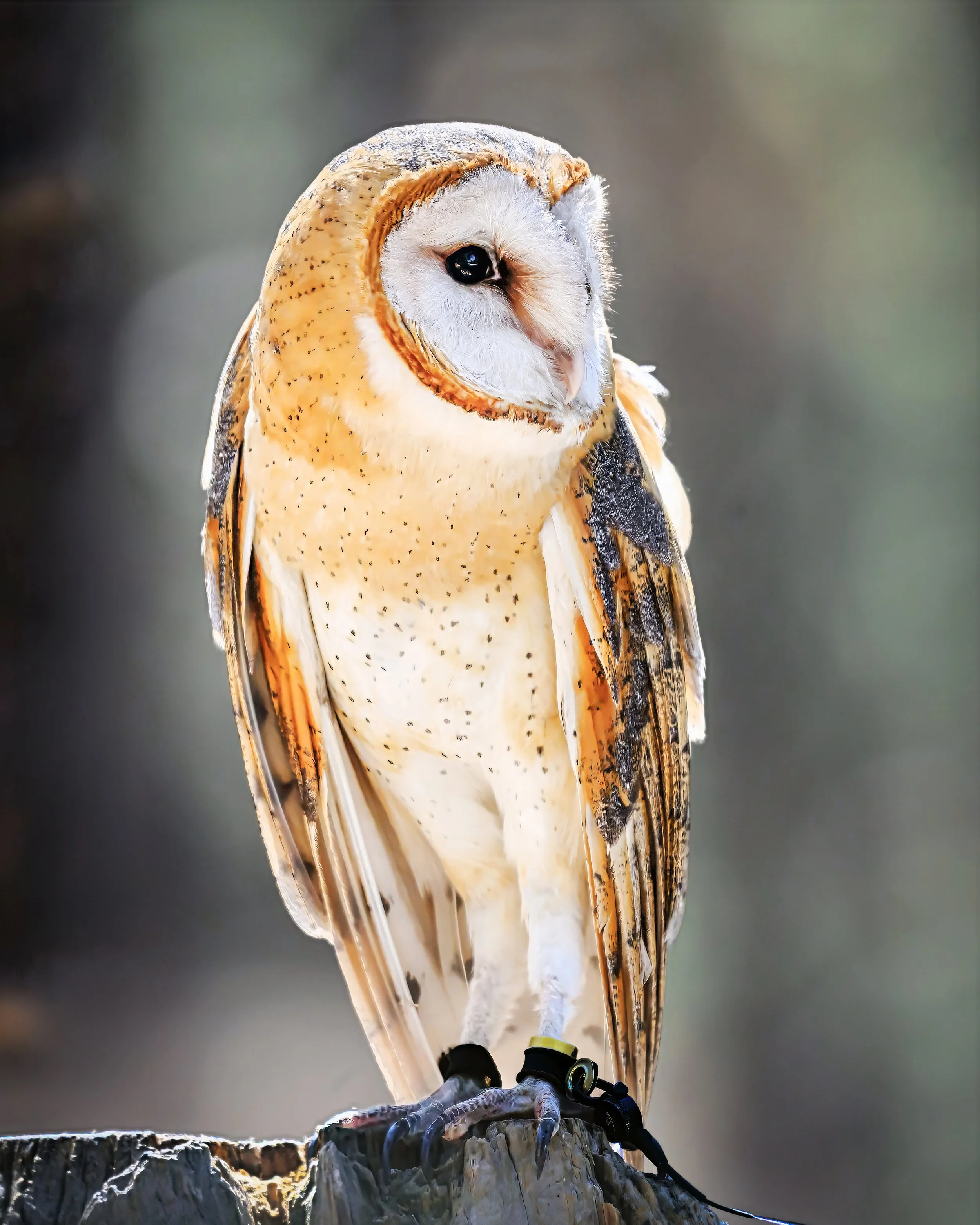 American Barn Owl (Tyto furcata)