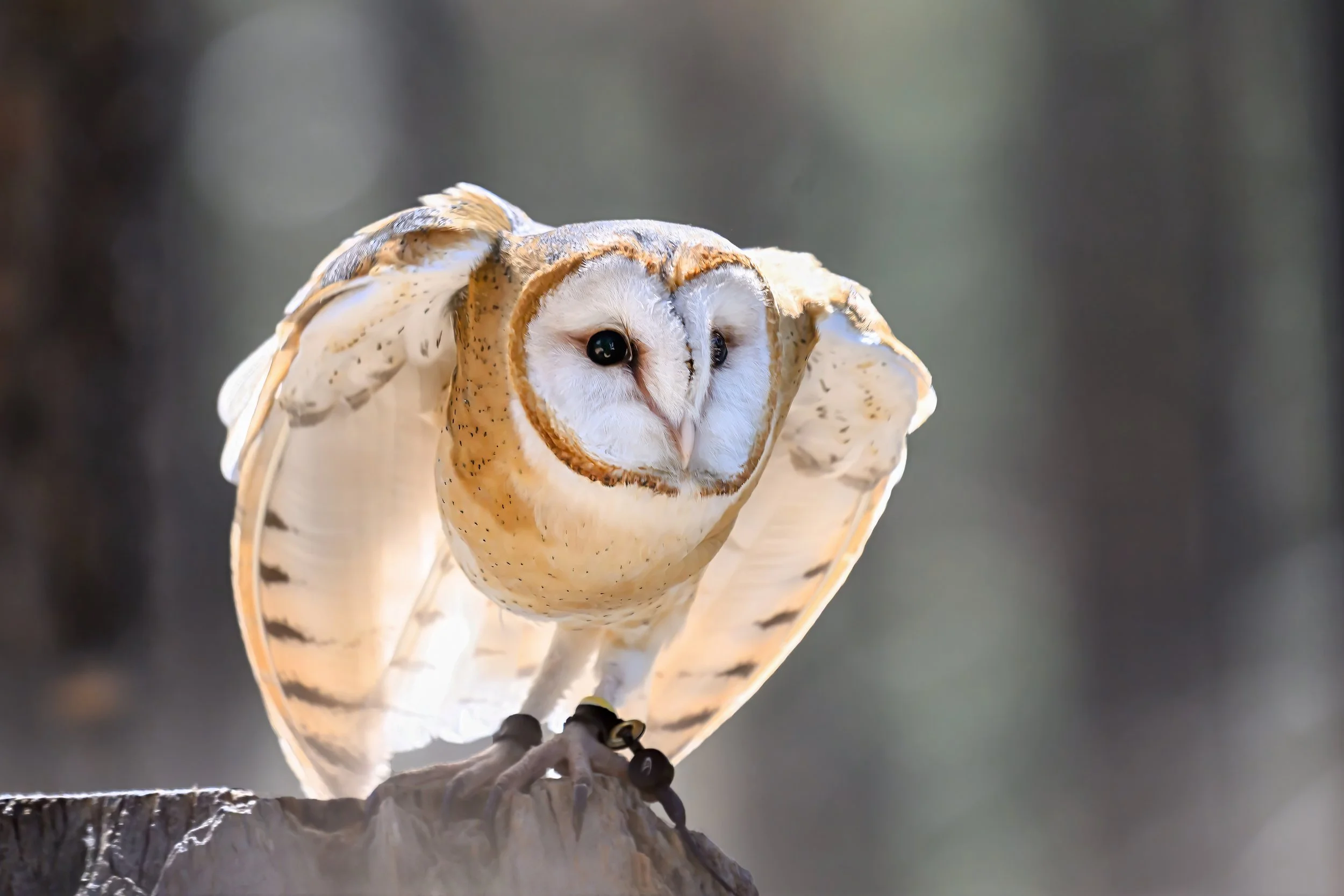 American Barn Owl (Tyto furcata)