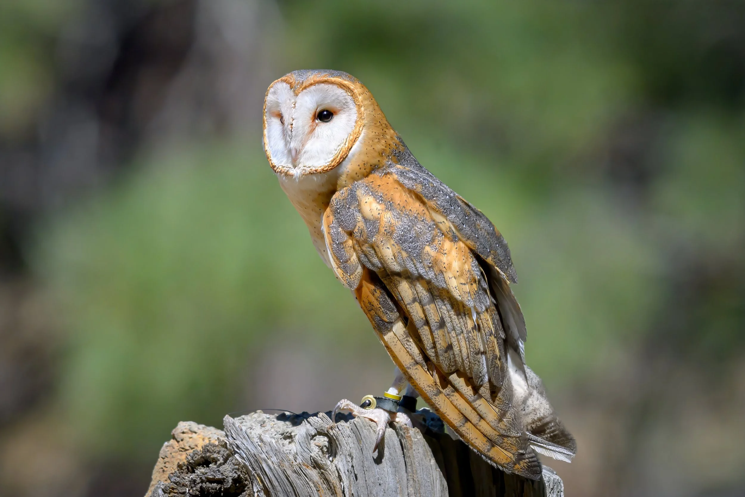 American Barn Owl (Tyto furcata)