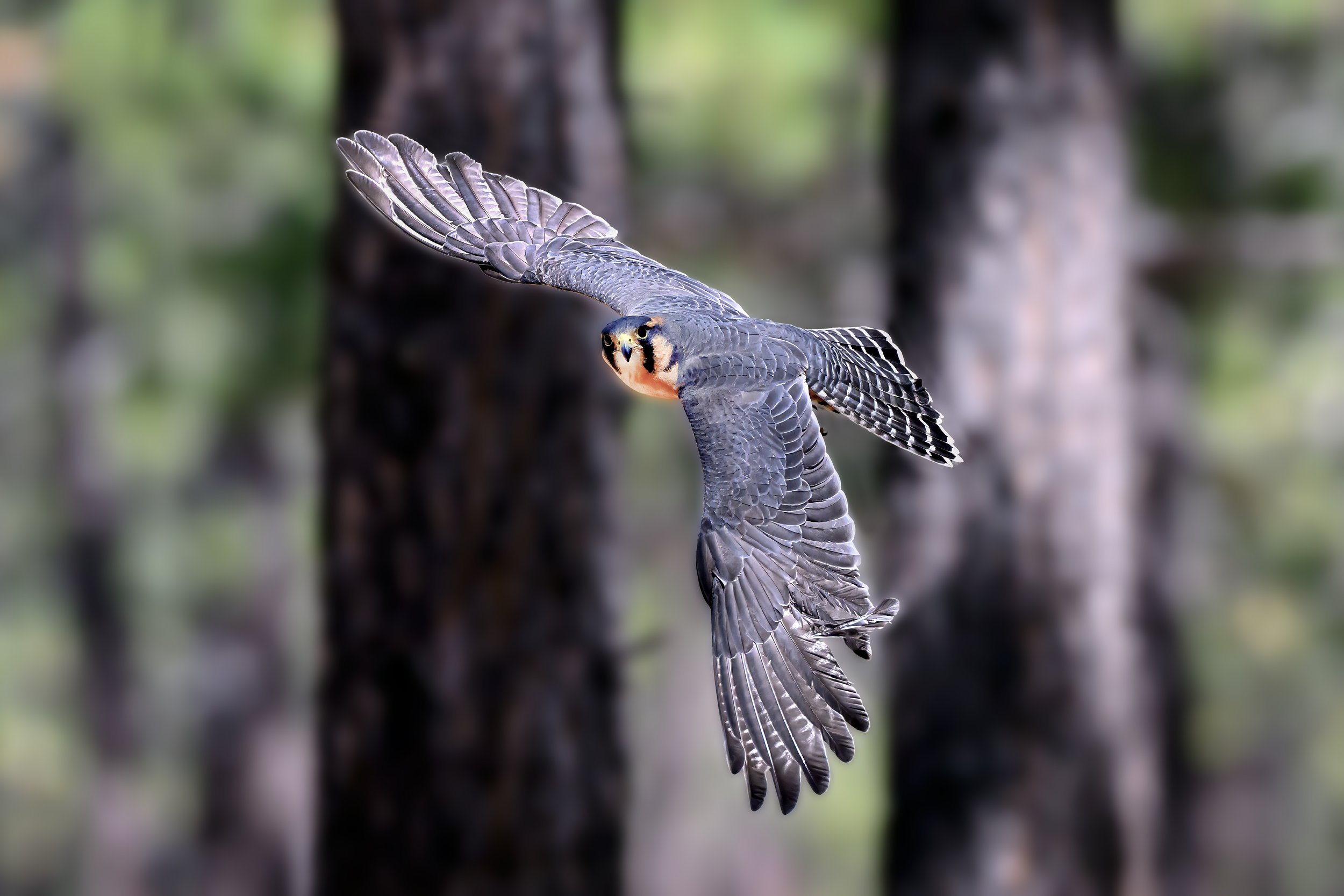 Aplomado Falcon (Falco femoralis)