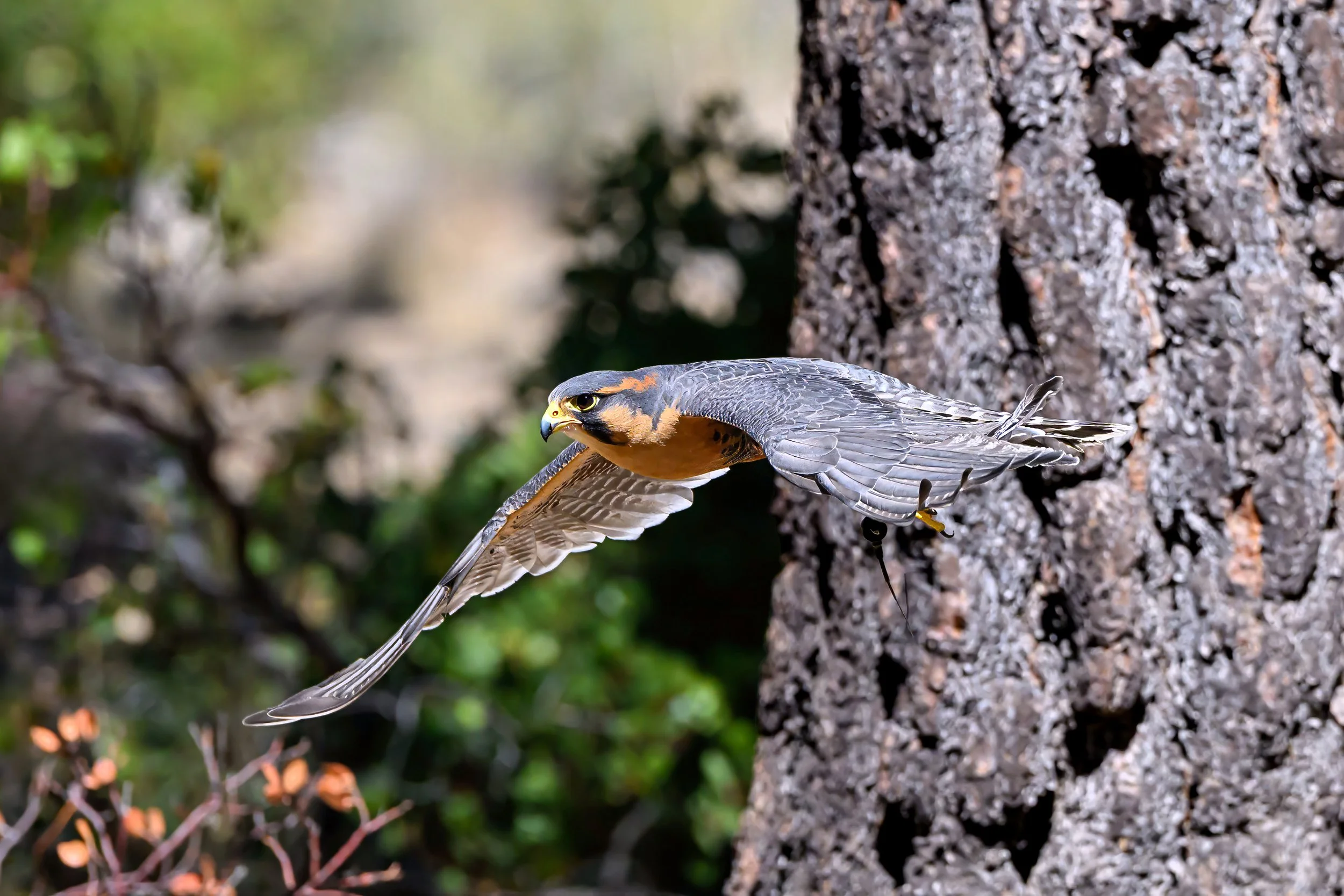Aplomado Falcon (Falco femoralis)