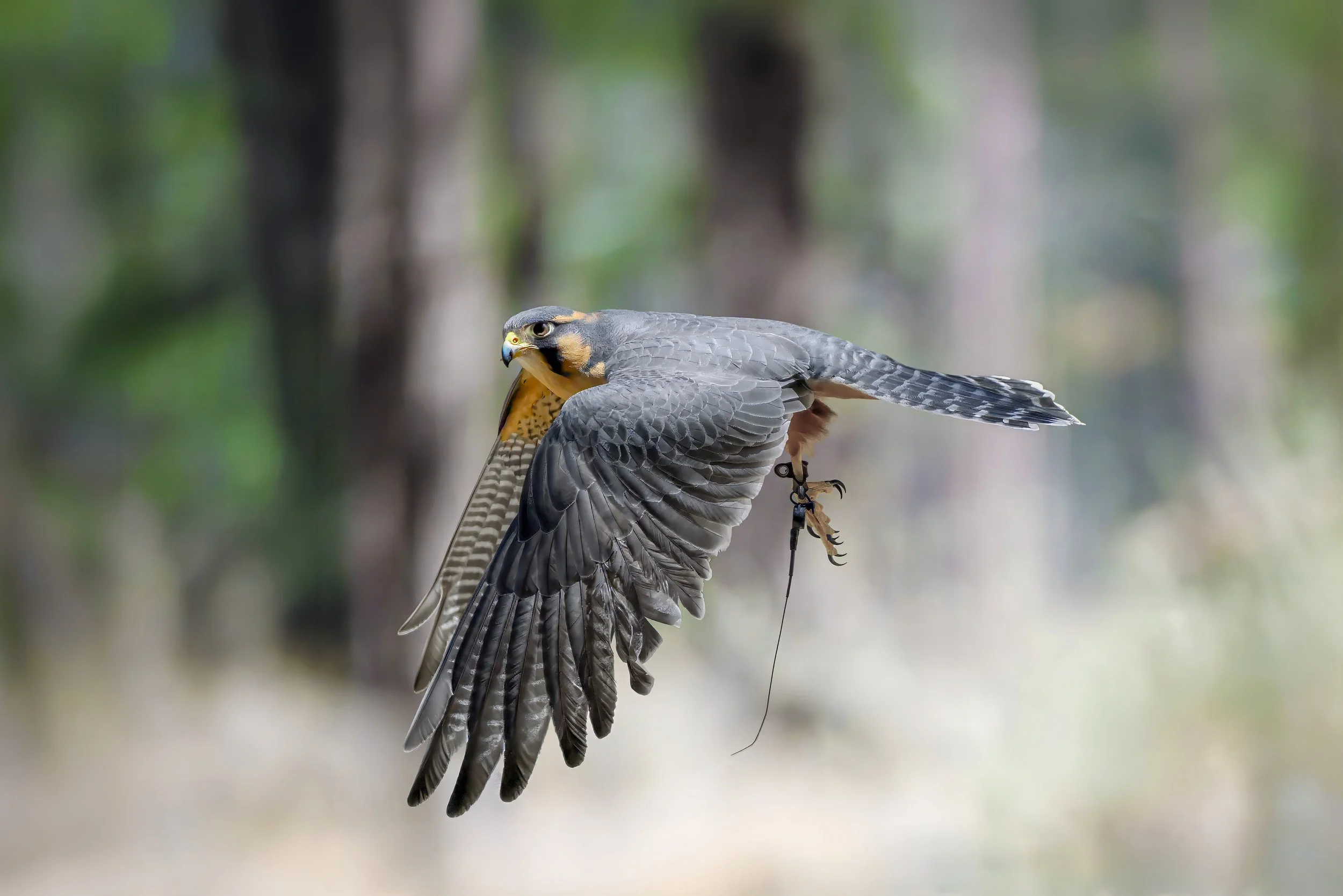 Aplomado Falcon (Falco femoralis)