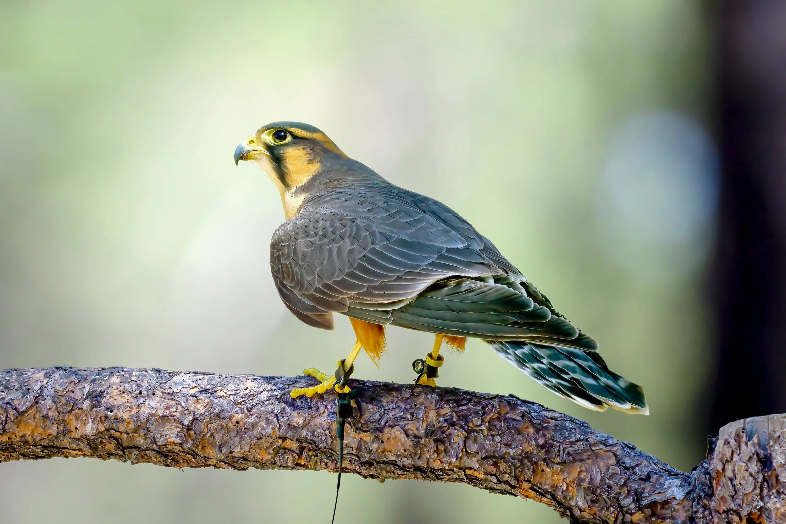 Aplomado Falcon (Falco femoralis)