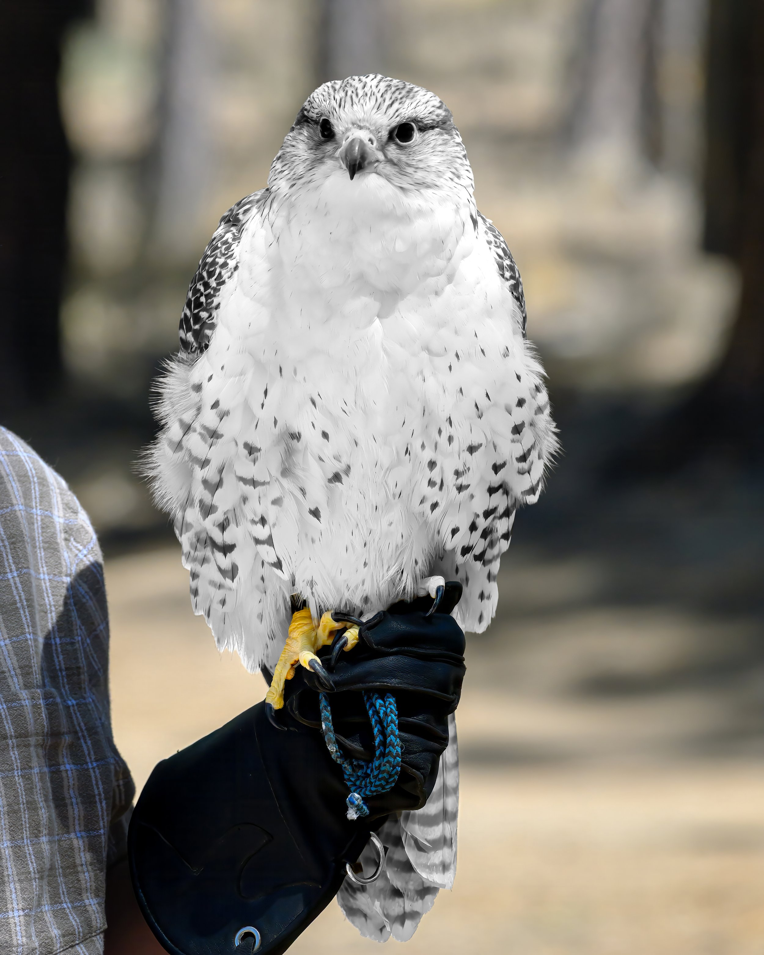 Gyrfalcon (Falco rusticolus)