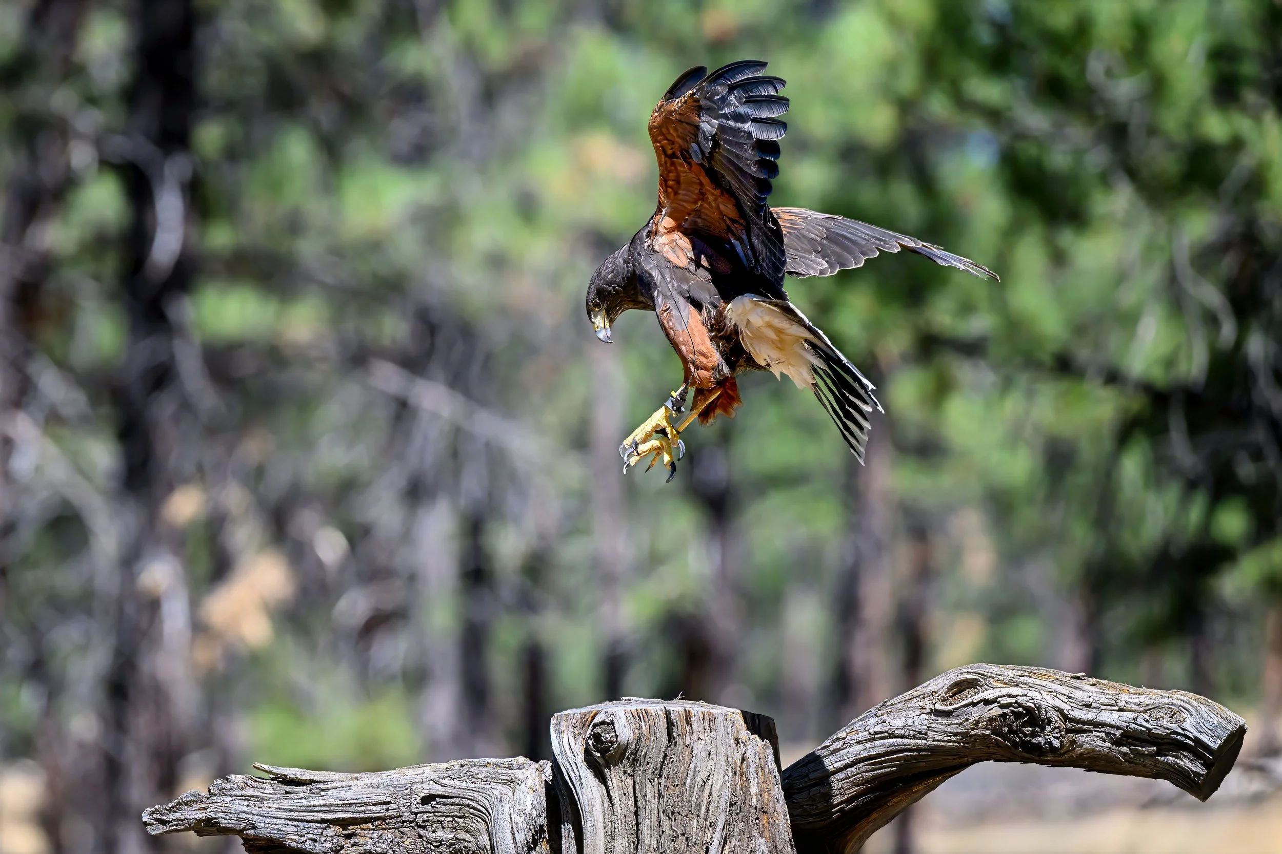 Harris's Hawk (Parabuteo unicinctus)