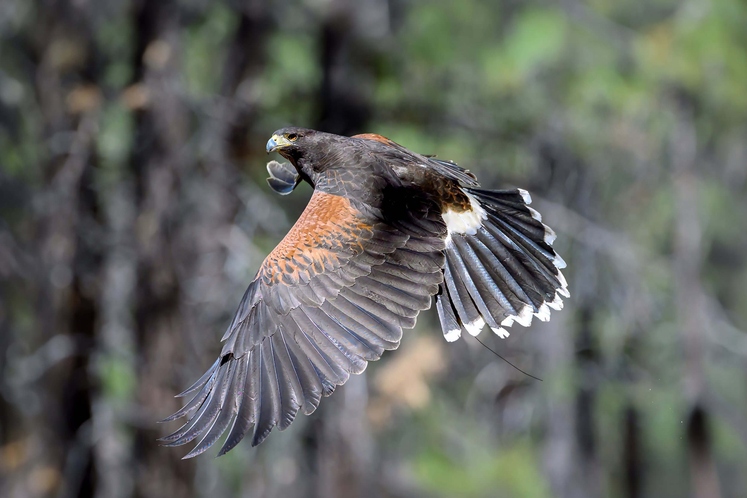 Harris's Hawk (Parabuteo unicinctus)
