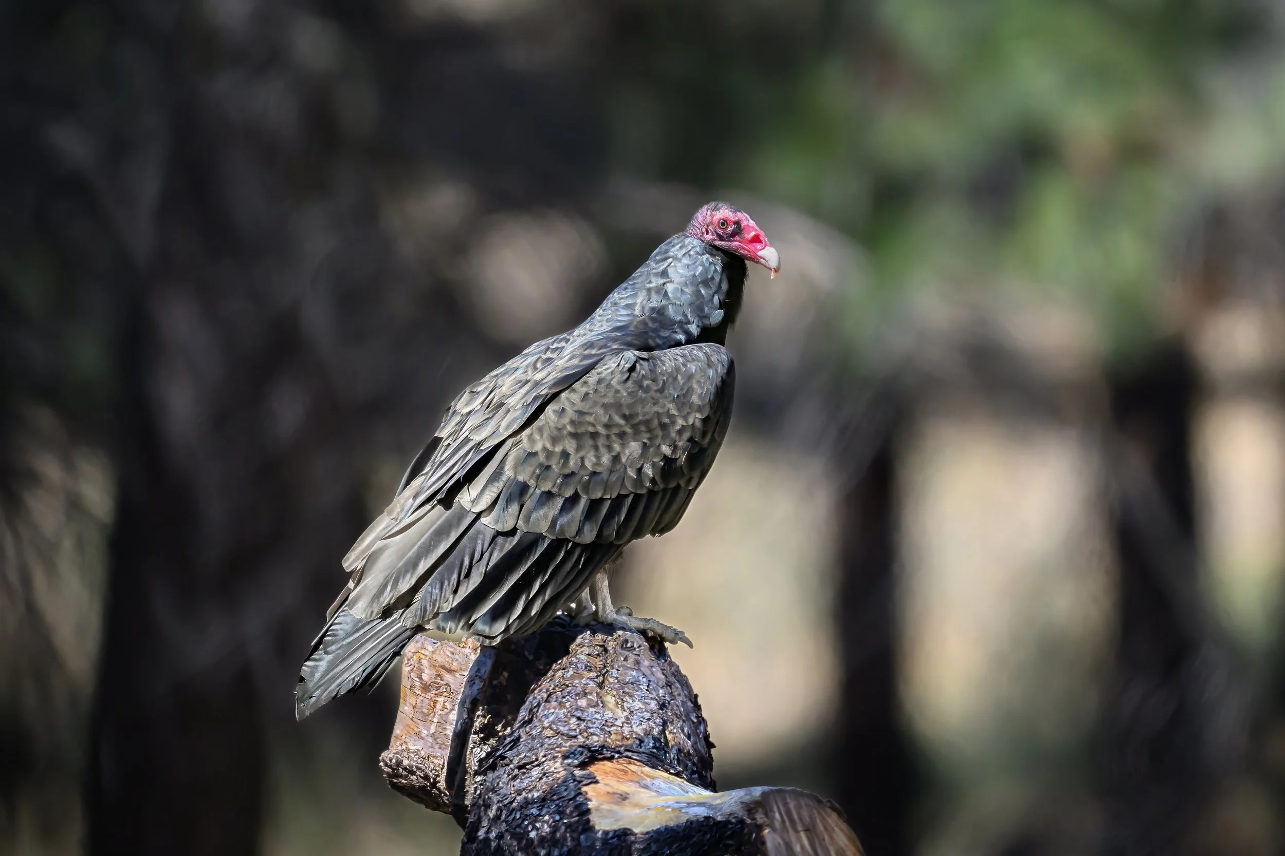 Turkey Vulture (Cathartes aura)