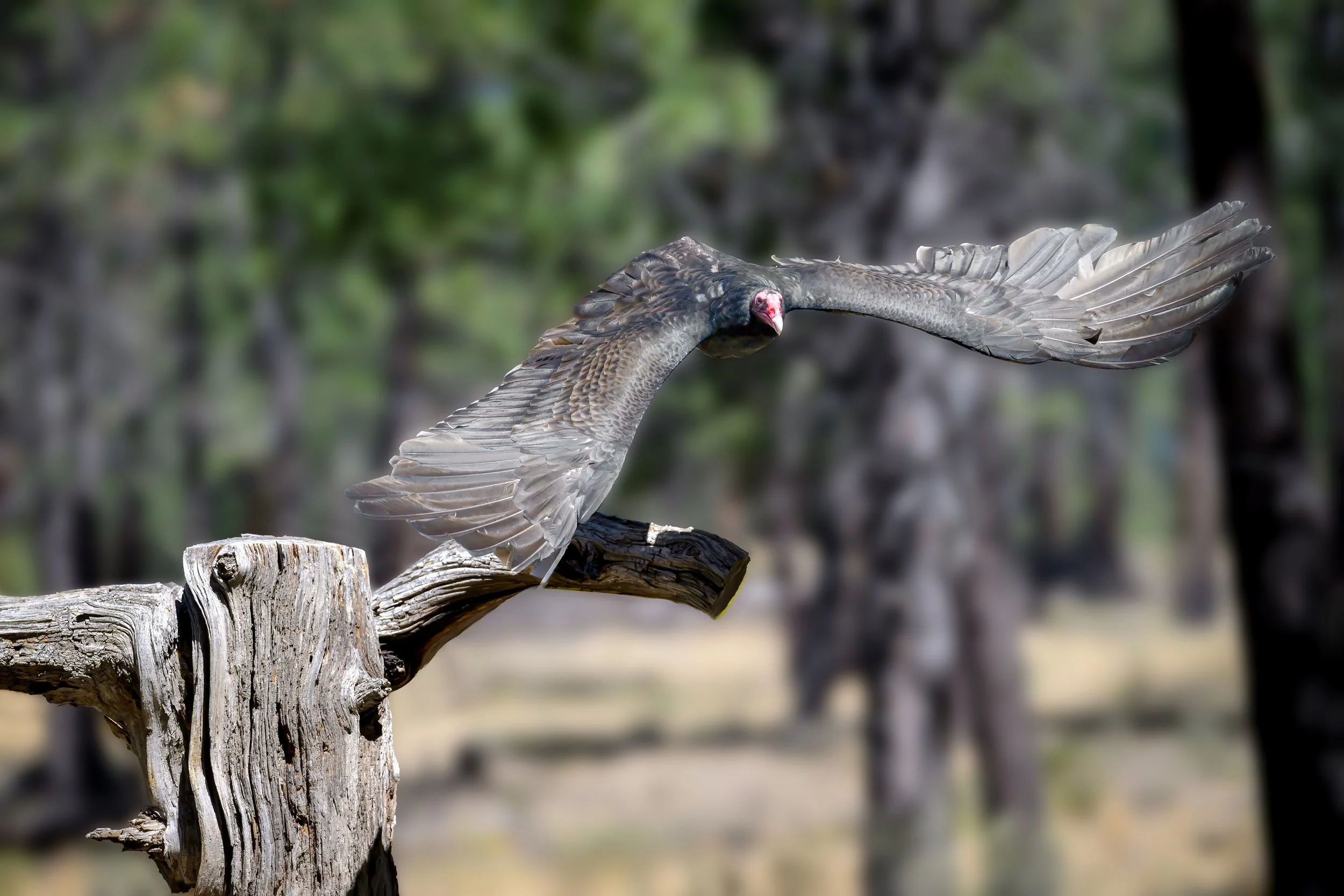 Turkey Vulture (Cathartes aura)
