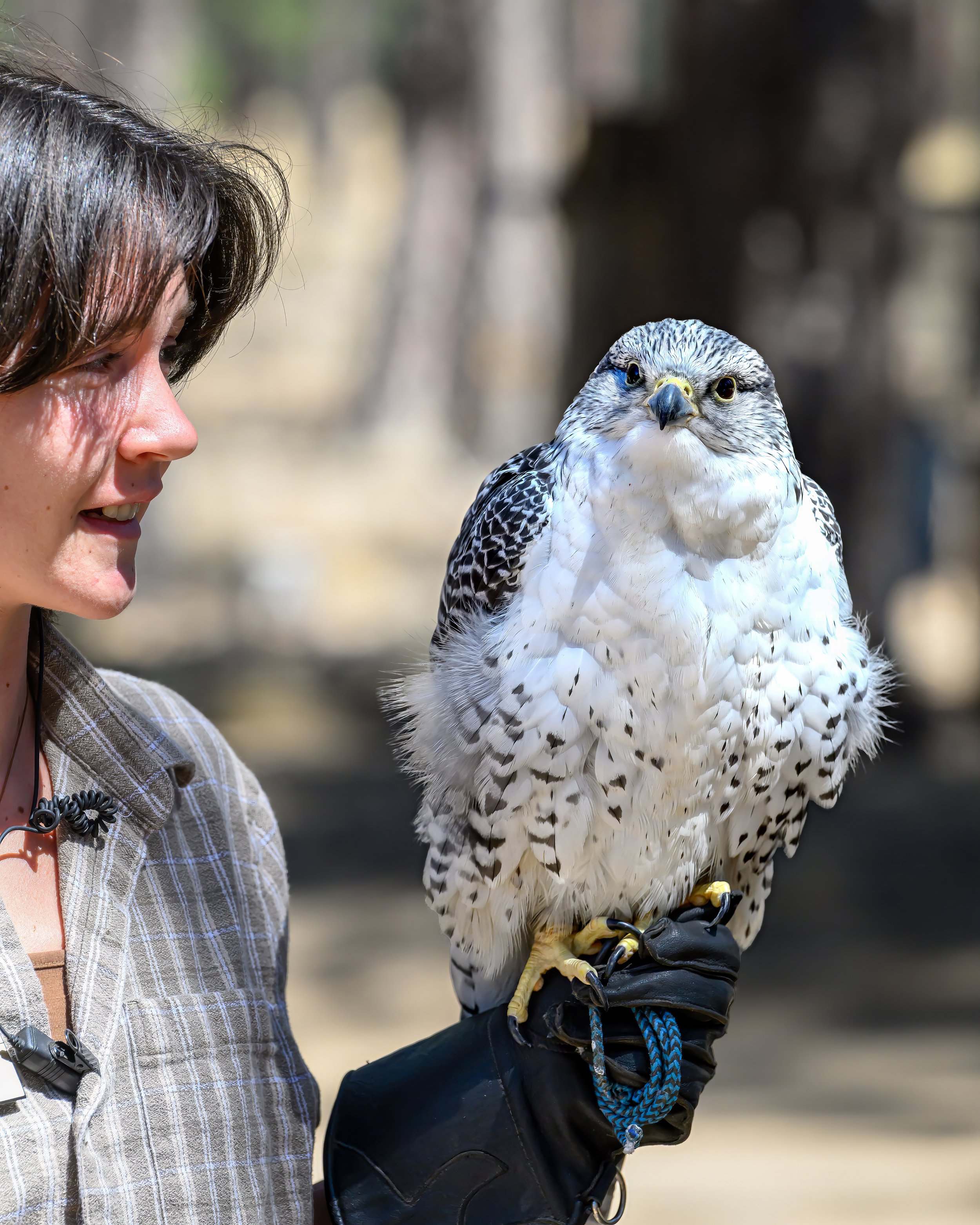 Gyrfalcon (Falco rusticolus)