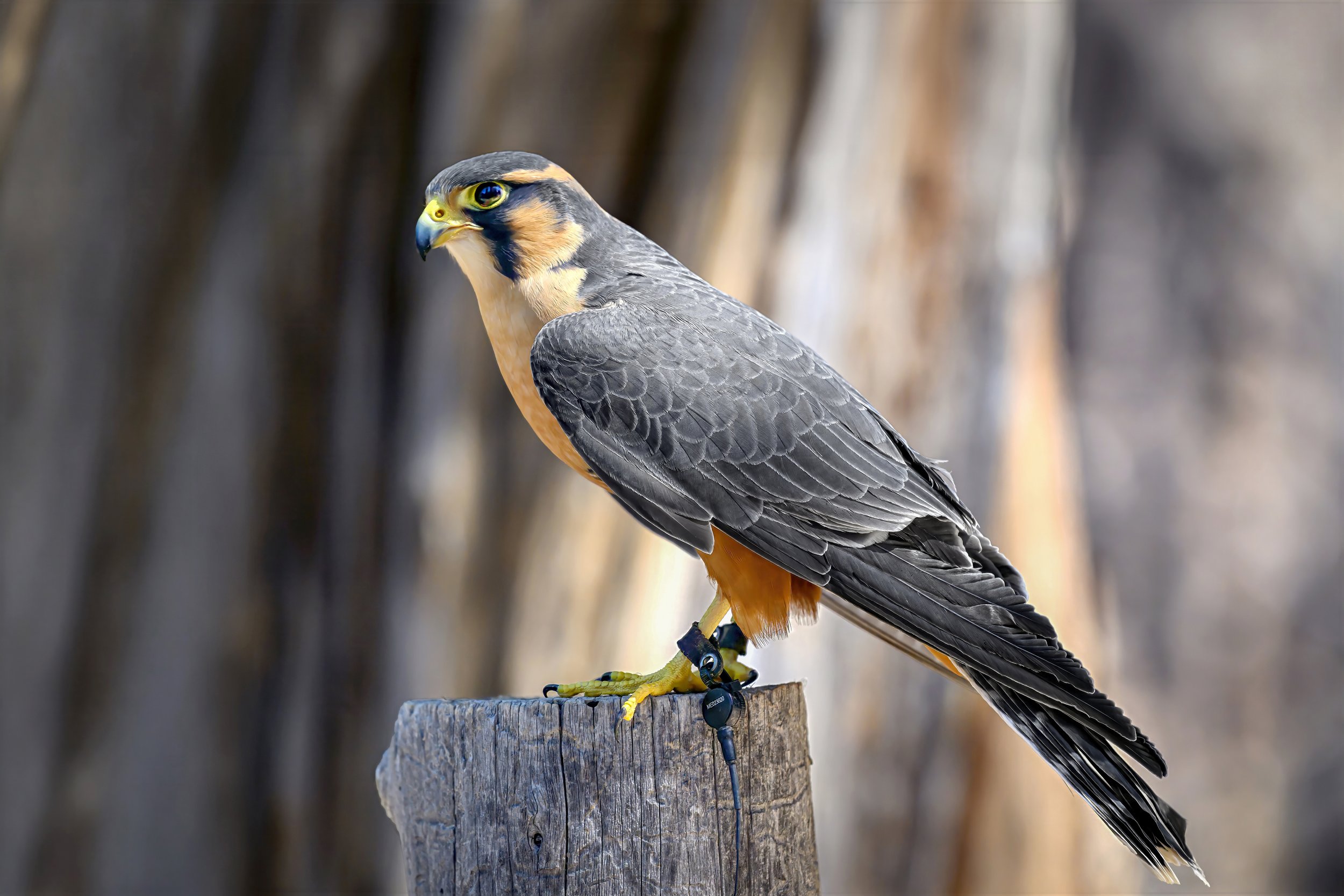 Aplomado Falcon (Falco femoralis)