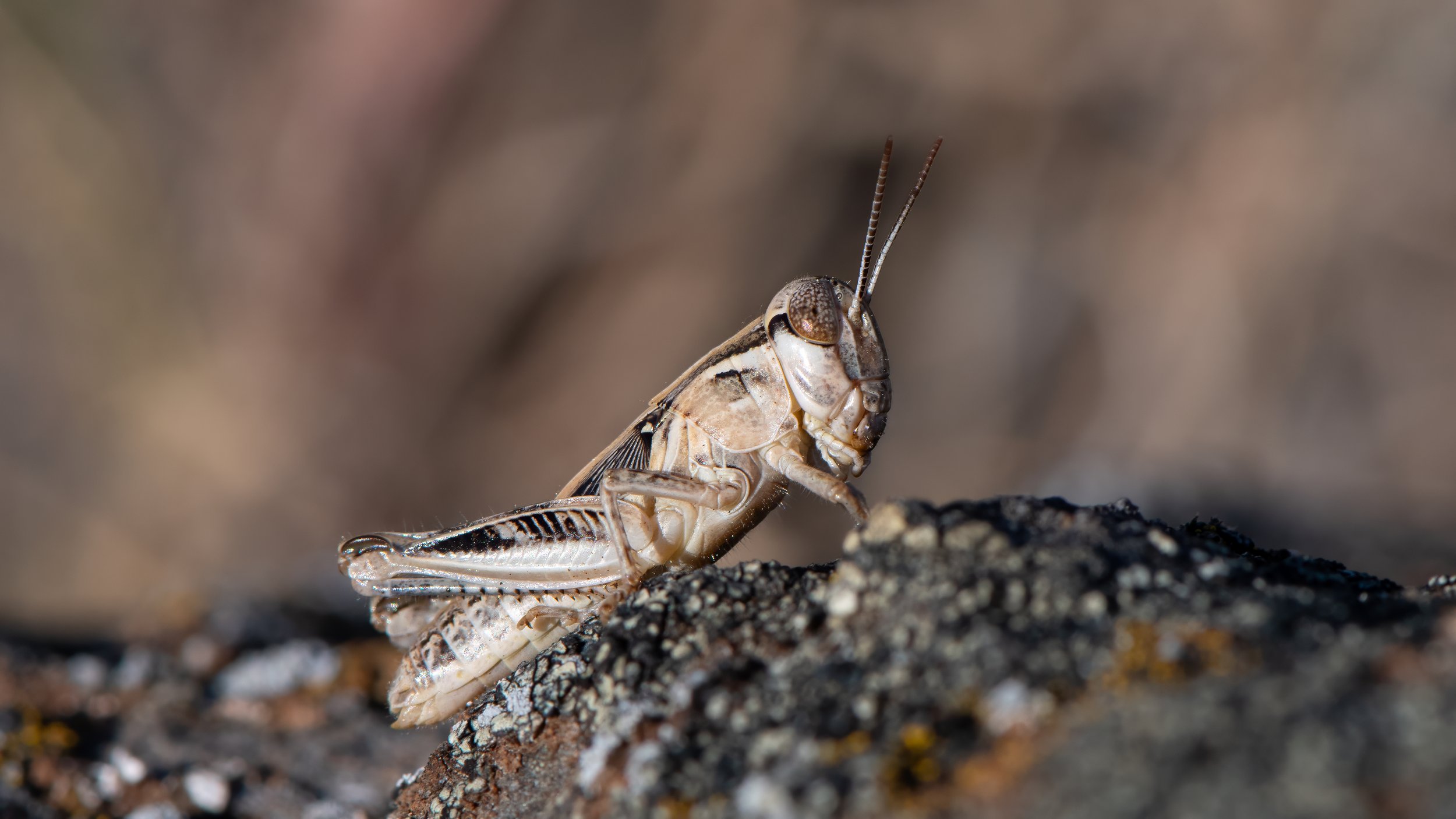 Grasshopper, species unknown_DDZ6664.jpg