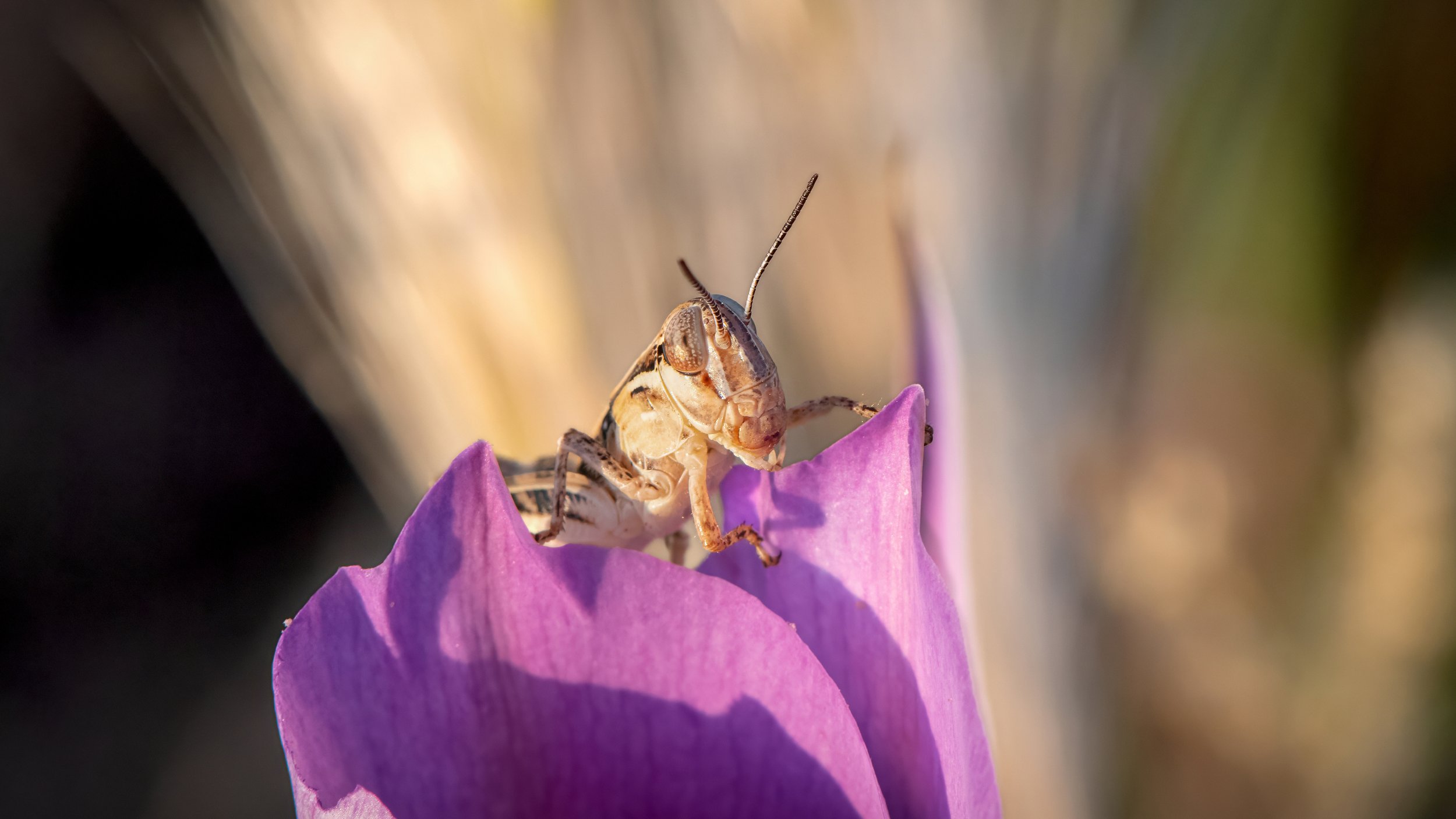 Grasshopper, species unknown_DDZ6800.jpg