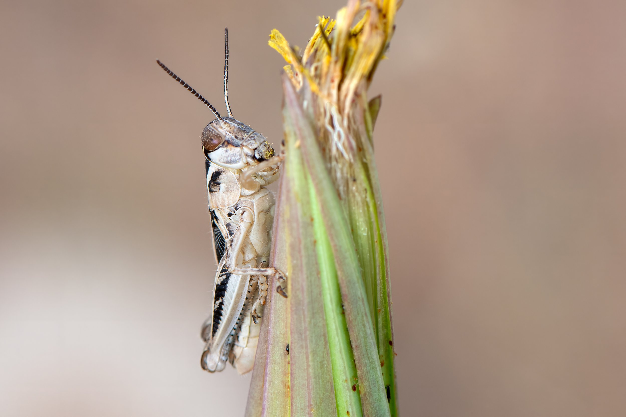 Grasshopper, species unknown_DDZ6921.jpg