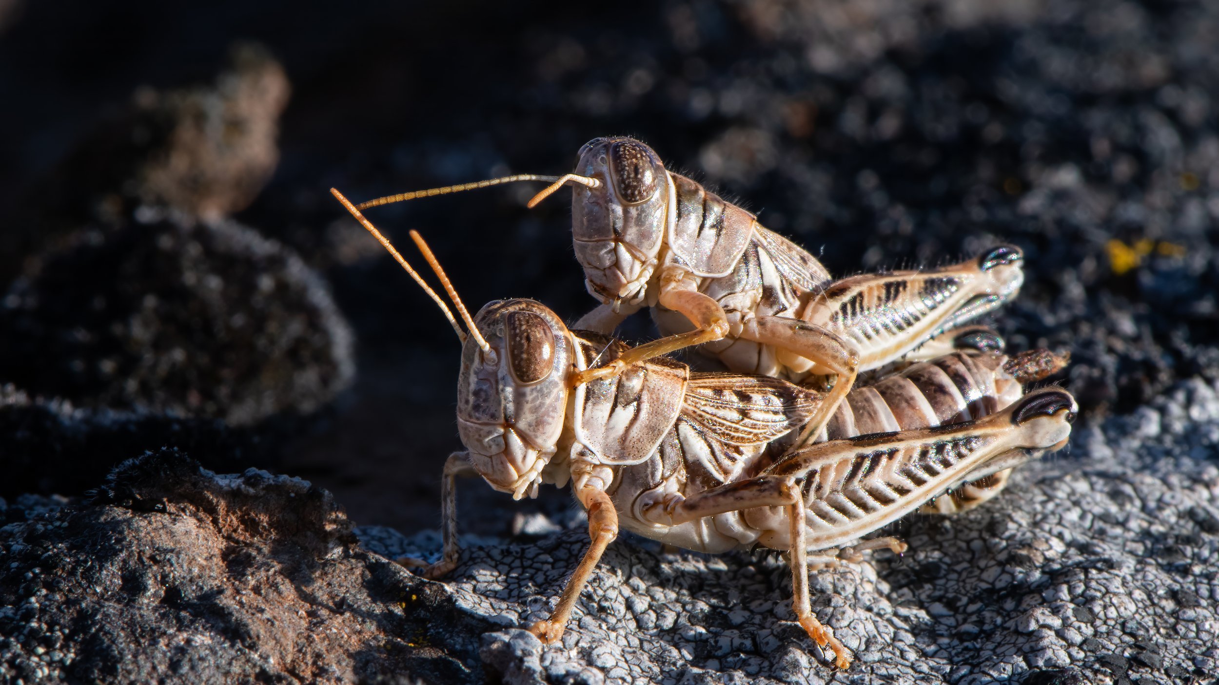 Grasshoppers, species unknown_DDZ6713.jpg