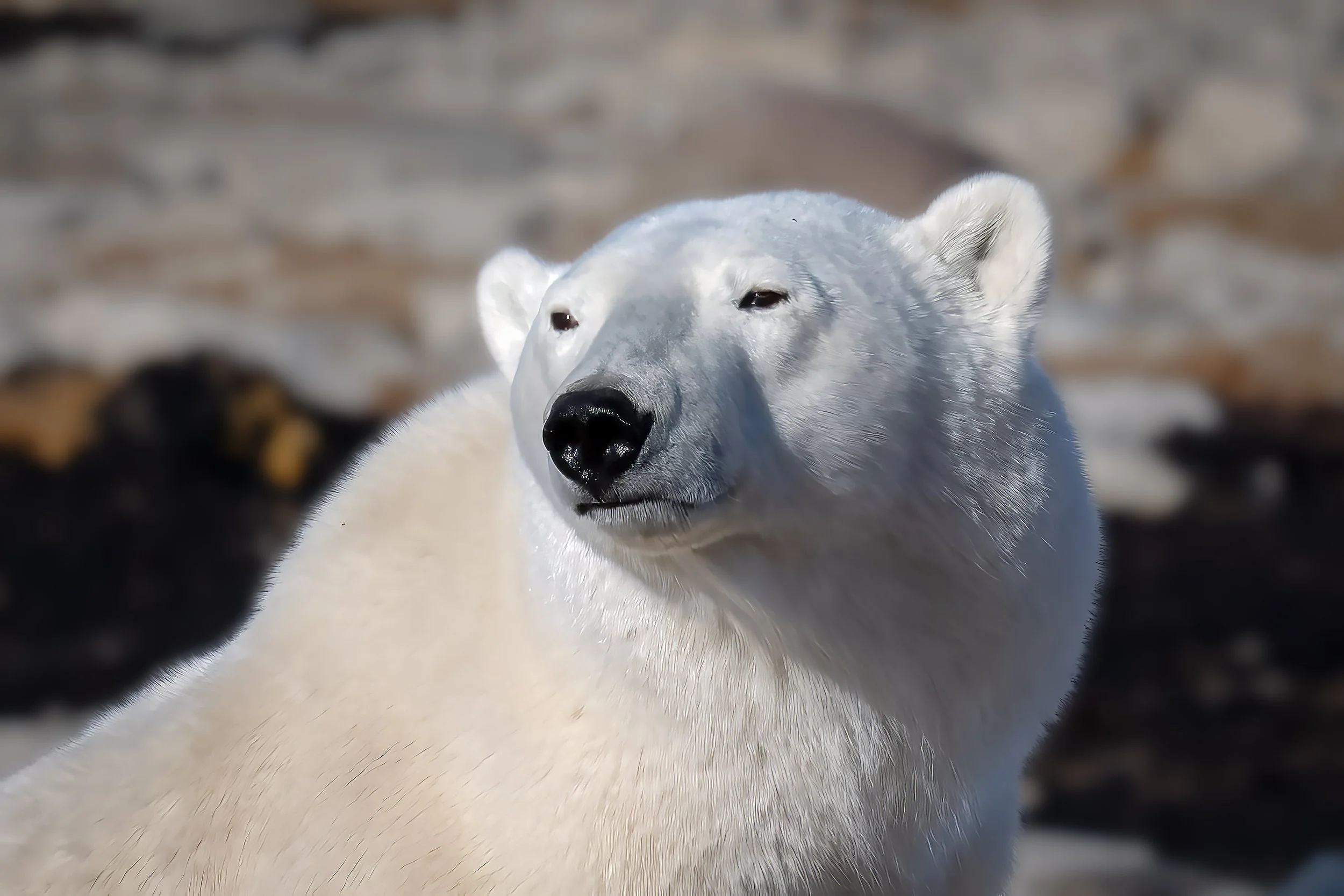Polar Bears