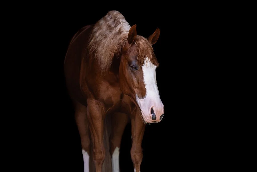 AQHA