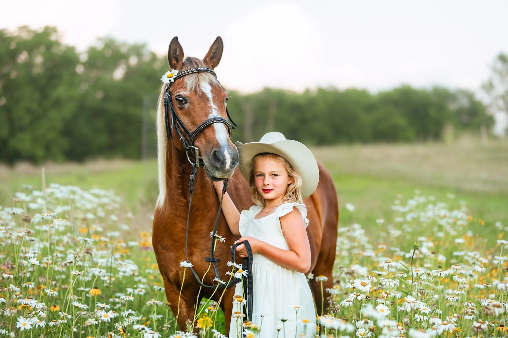 A young girl in a white dress and a white hat standing in a field of daisies holding the reins of a brown horse with a white blaze on its face. The horse is wearing bridle and side reins, and the girl is gently resting her hand on the horse's neck.