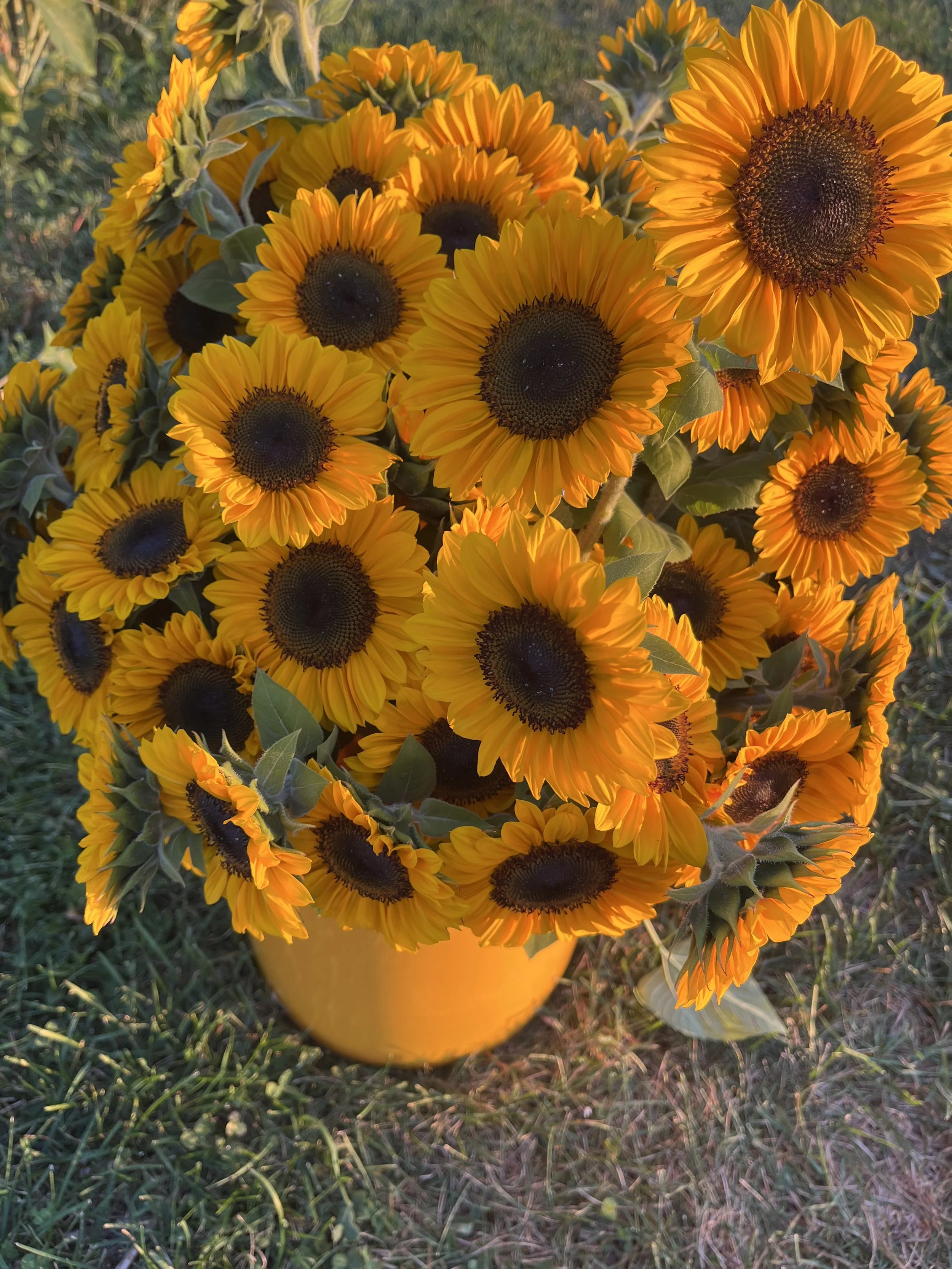 Sunflowers