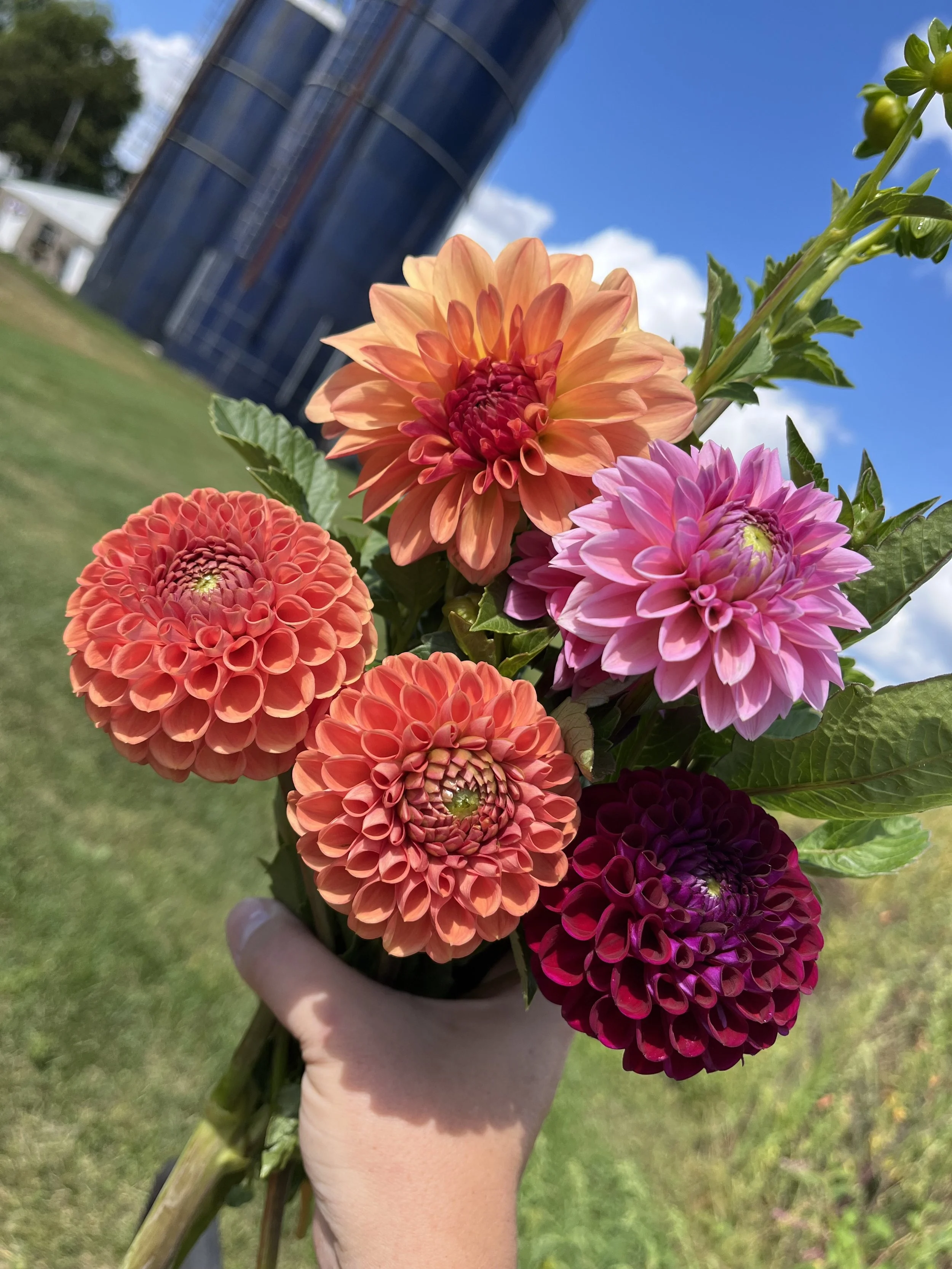 Dahlias