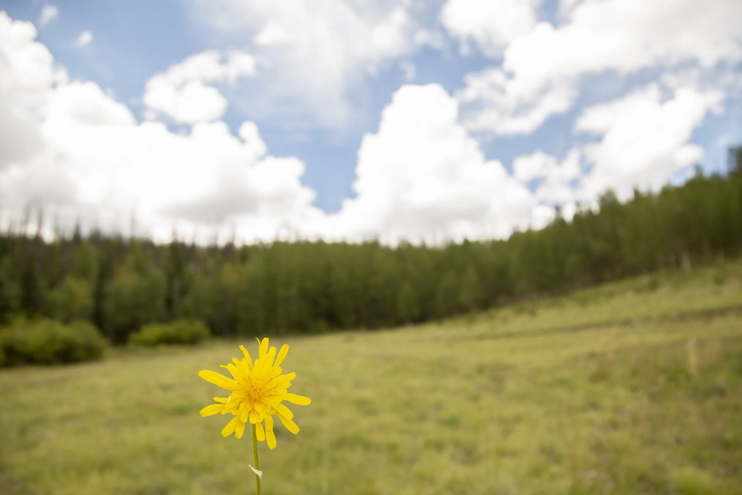 AA6A7395.jpg