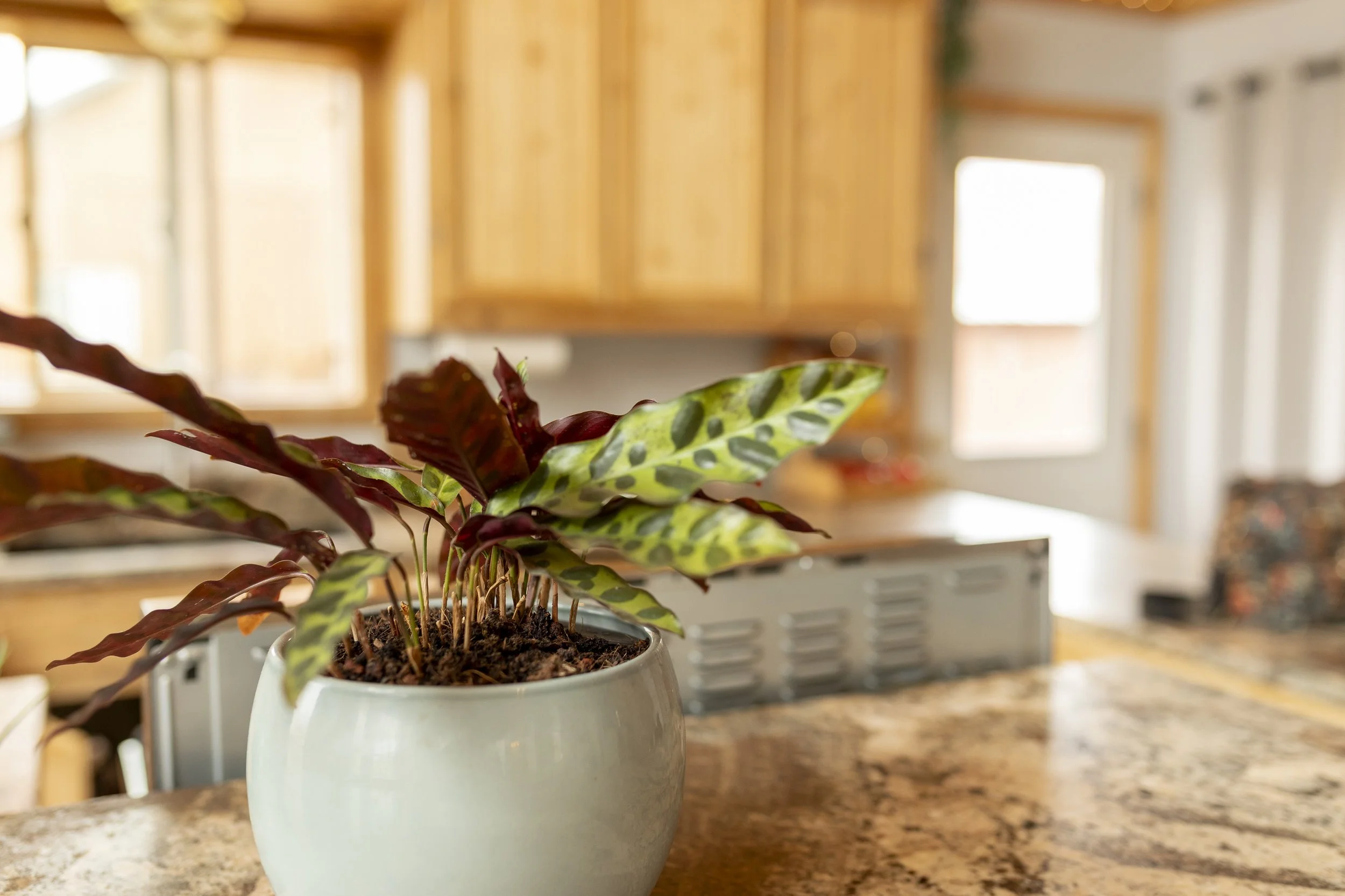 Creede Cabin for Sale -9946.jpg