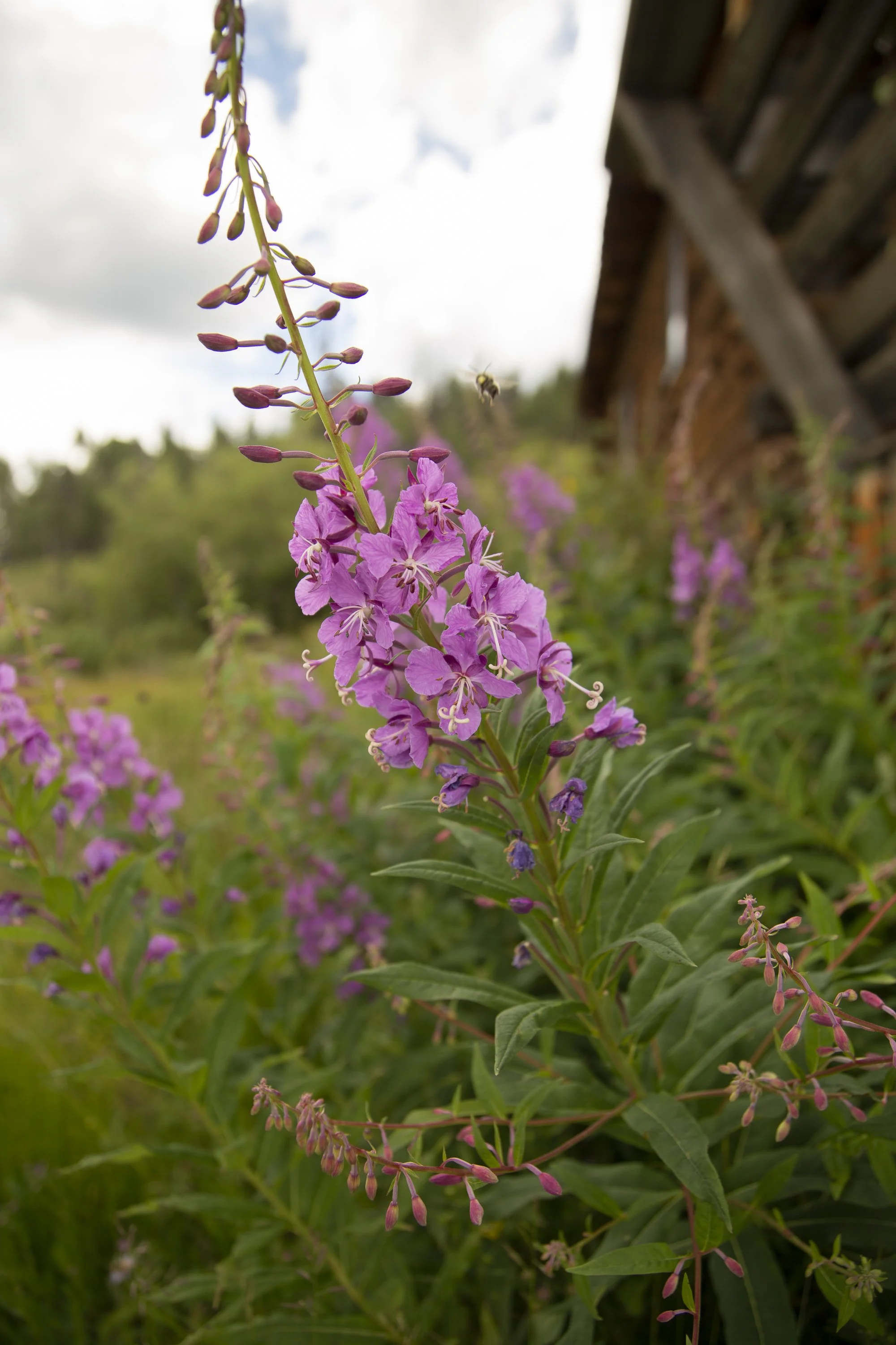 AA6A7409.jpg