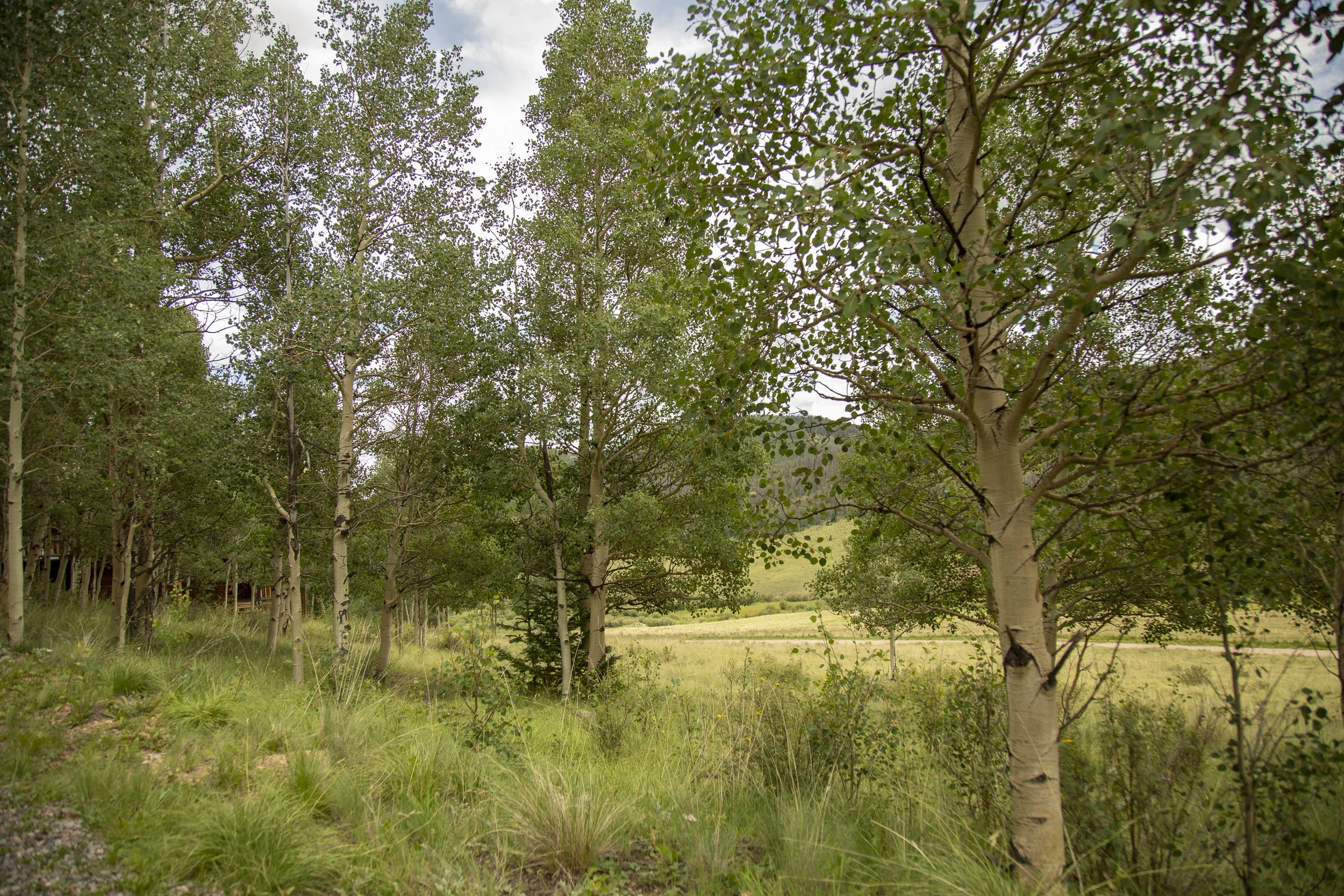 AA6A7454.jpg