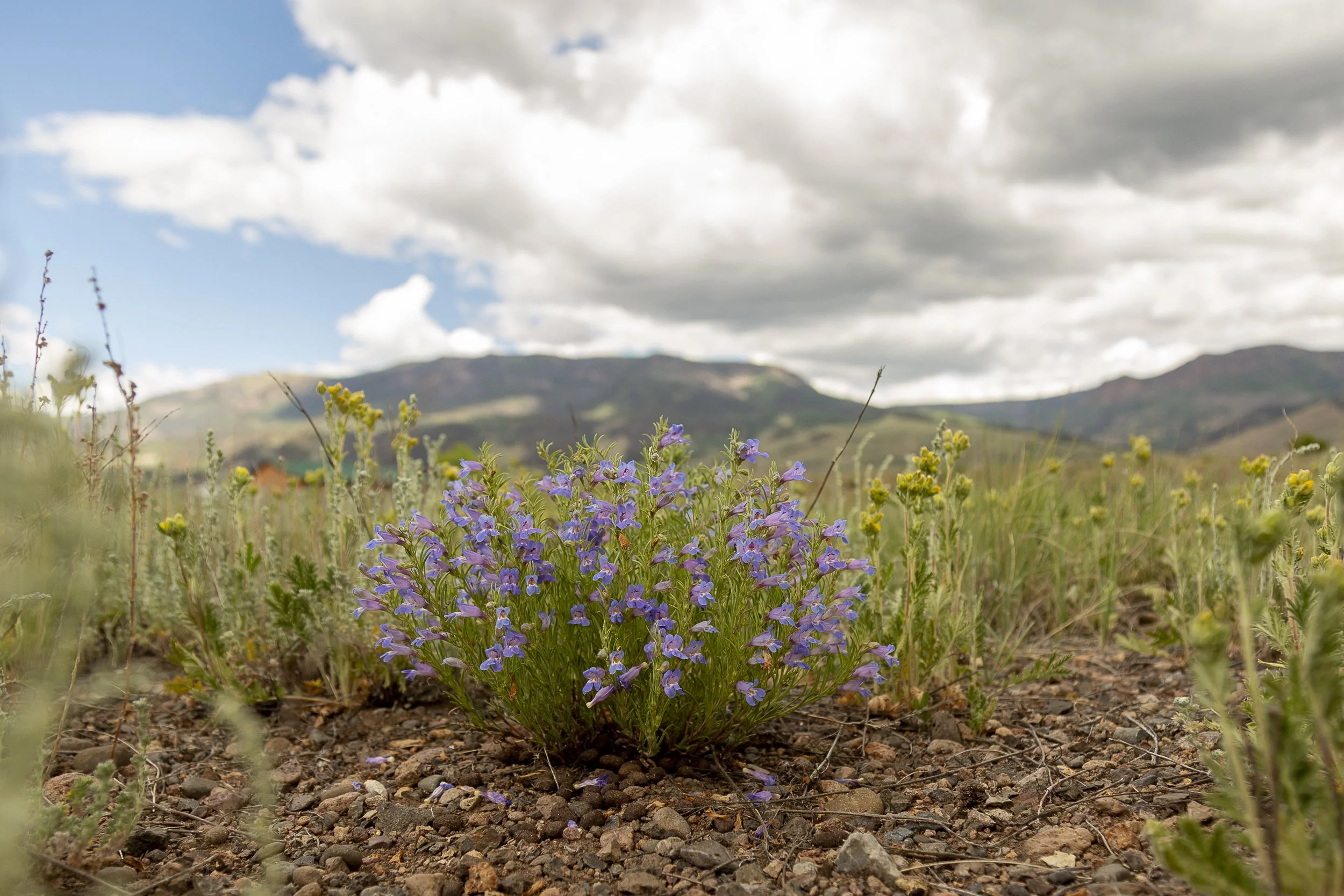 Creede Real Estate-7642.jpg