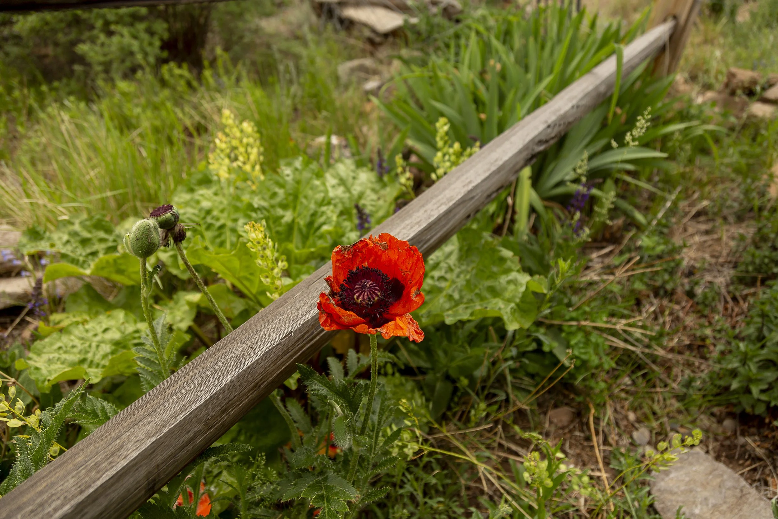 Creede Real Estate-7588.jpg
