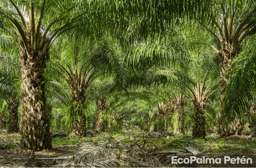 Plantaciones de palmas en un campo con árboles frondosos y suelo seco