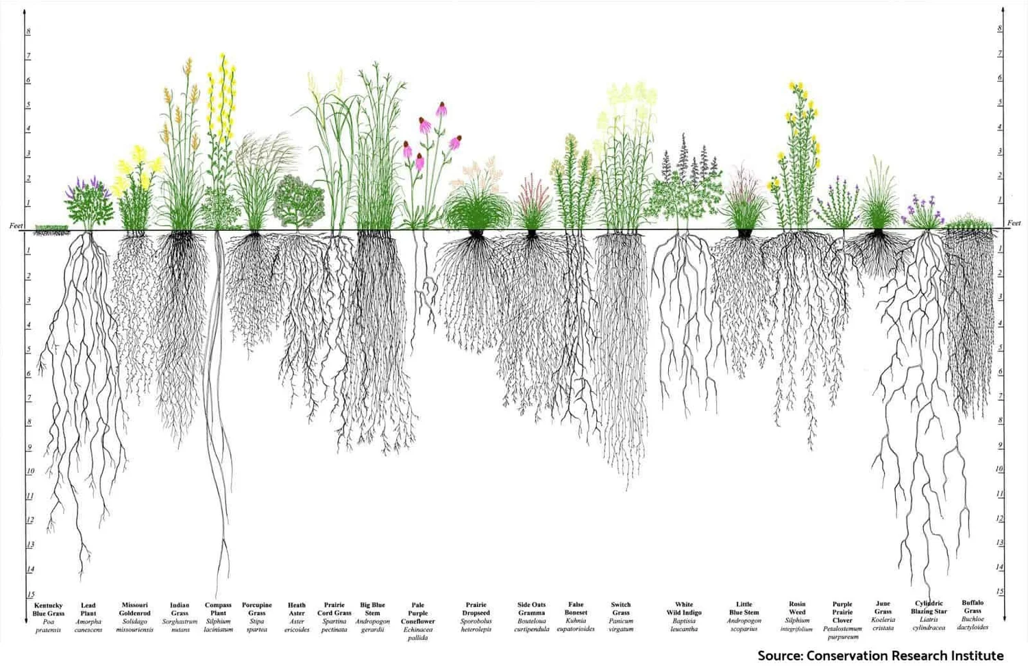 Taylor Street Farms Prairie Ecosystem — Taylor Street Farms