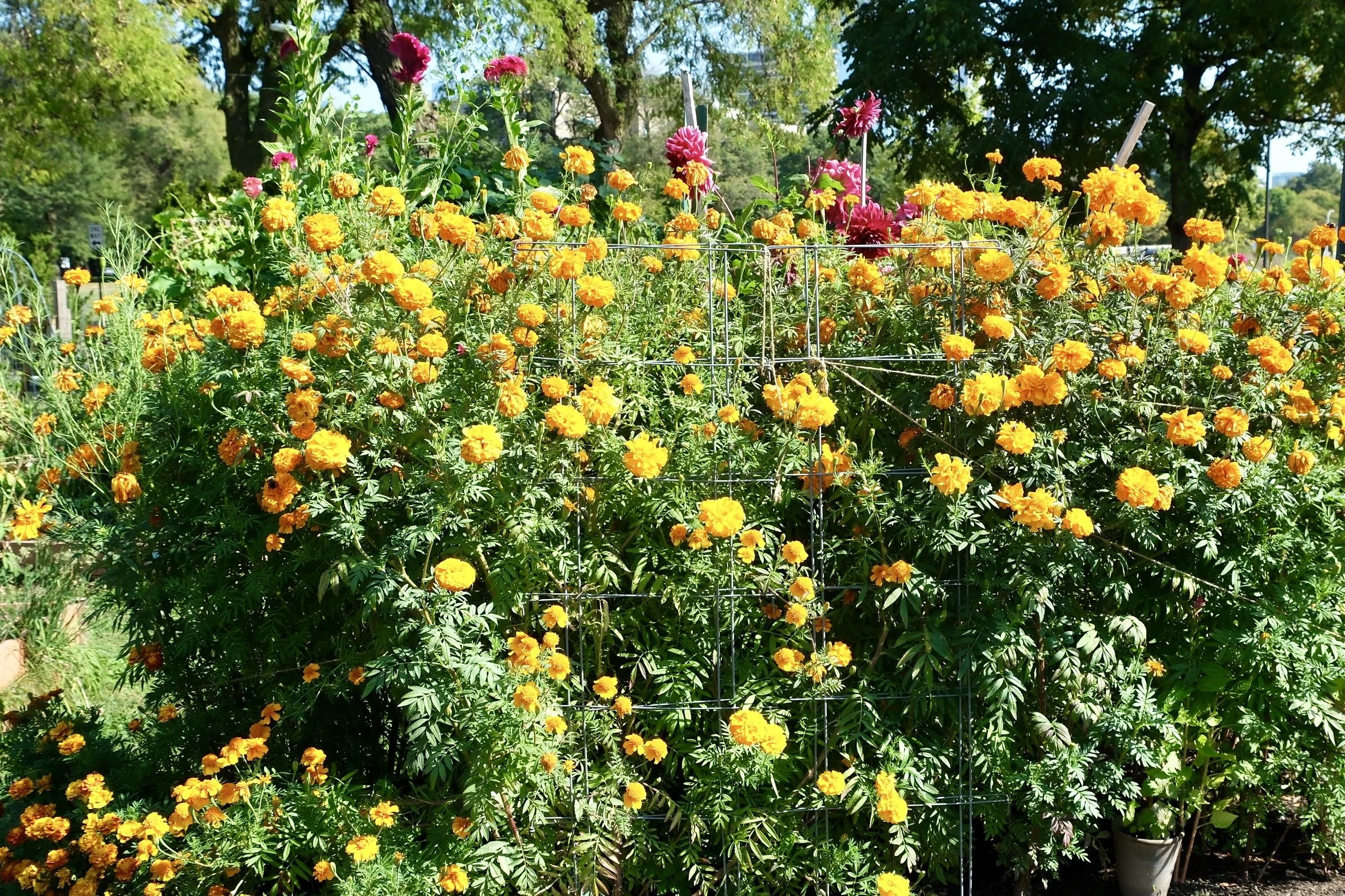 All-Garden Workday