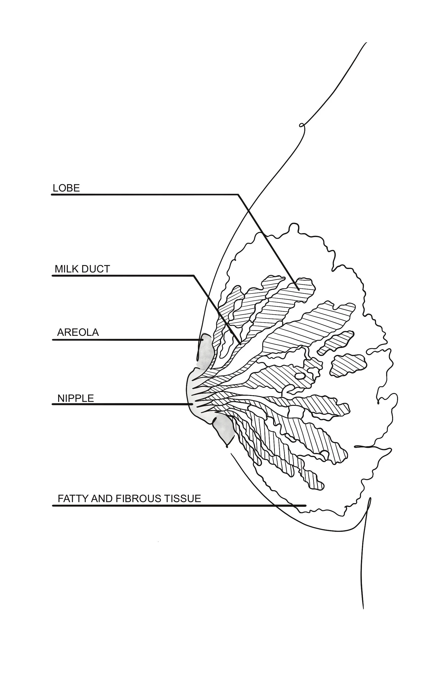 1._Anatomy_Of_A_Breast.jpg