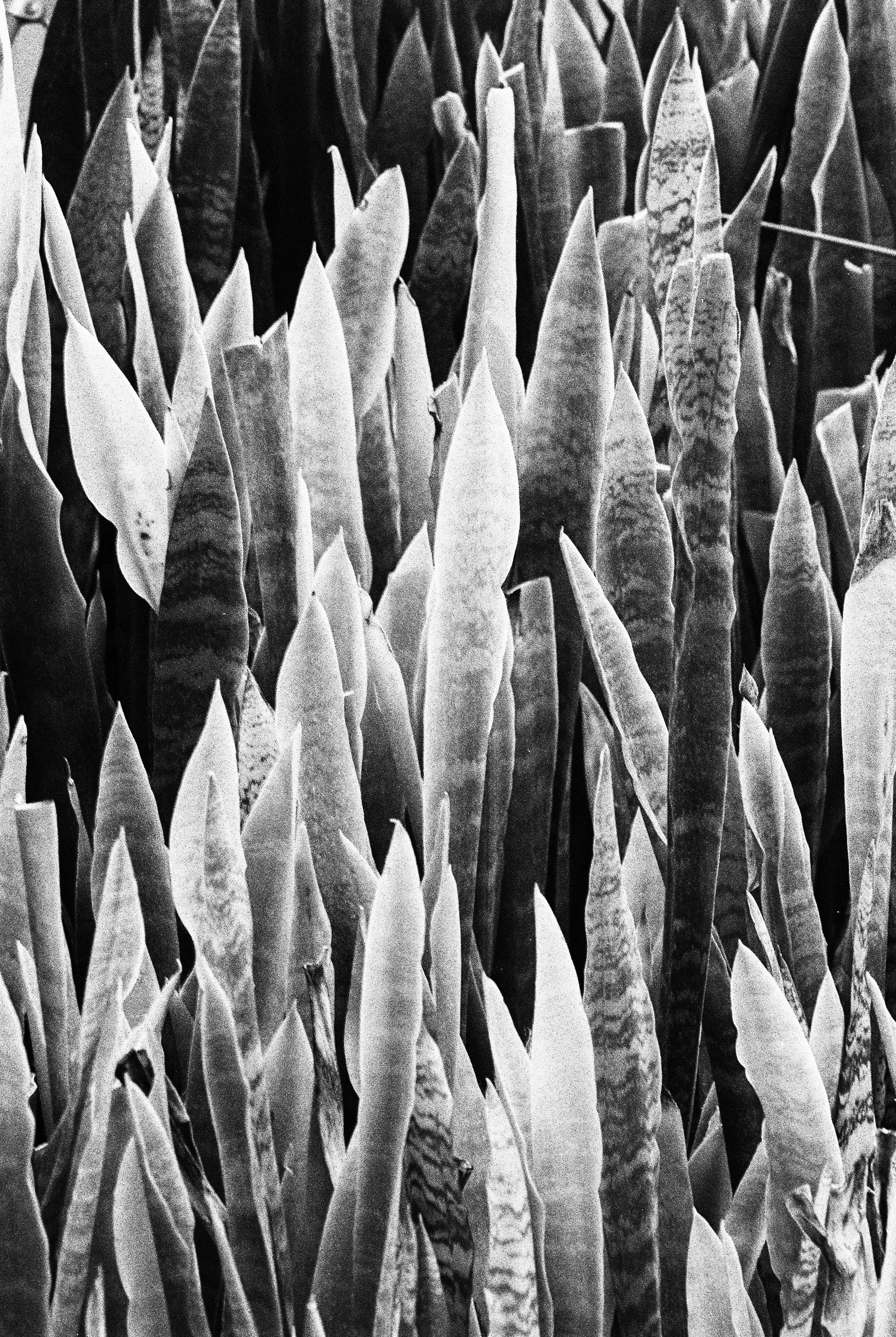 bbg-b&w-23.jpg