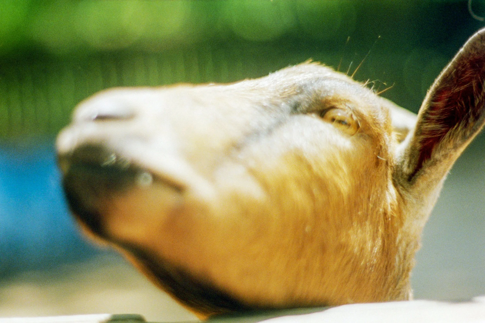 zoo-2017-16.jpg