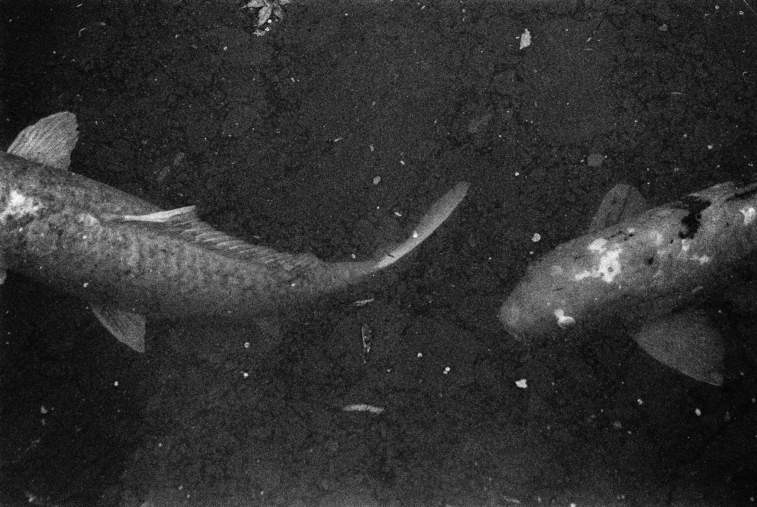 bbg-b&w-10.jpg